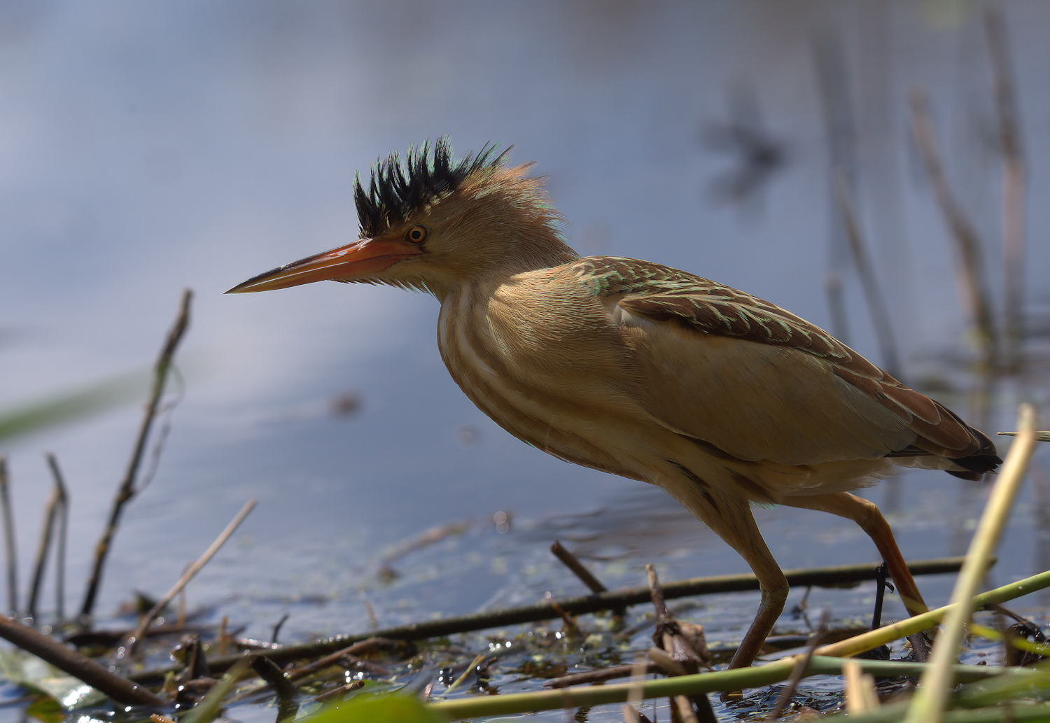 Bittern Female