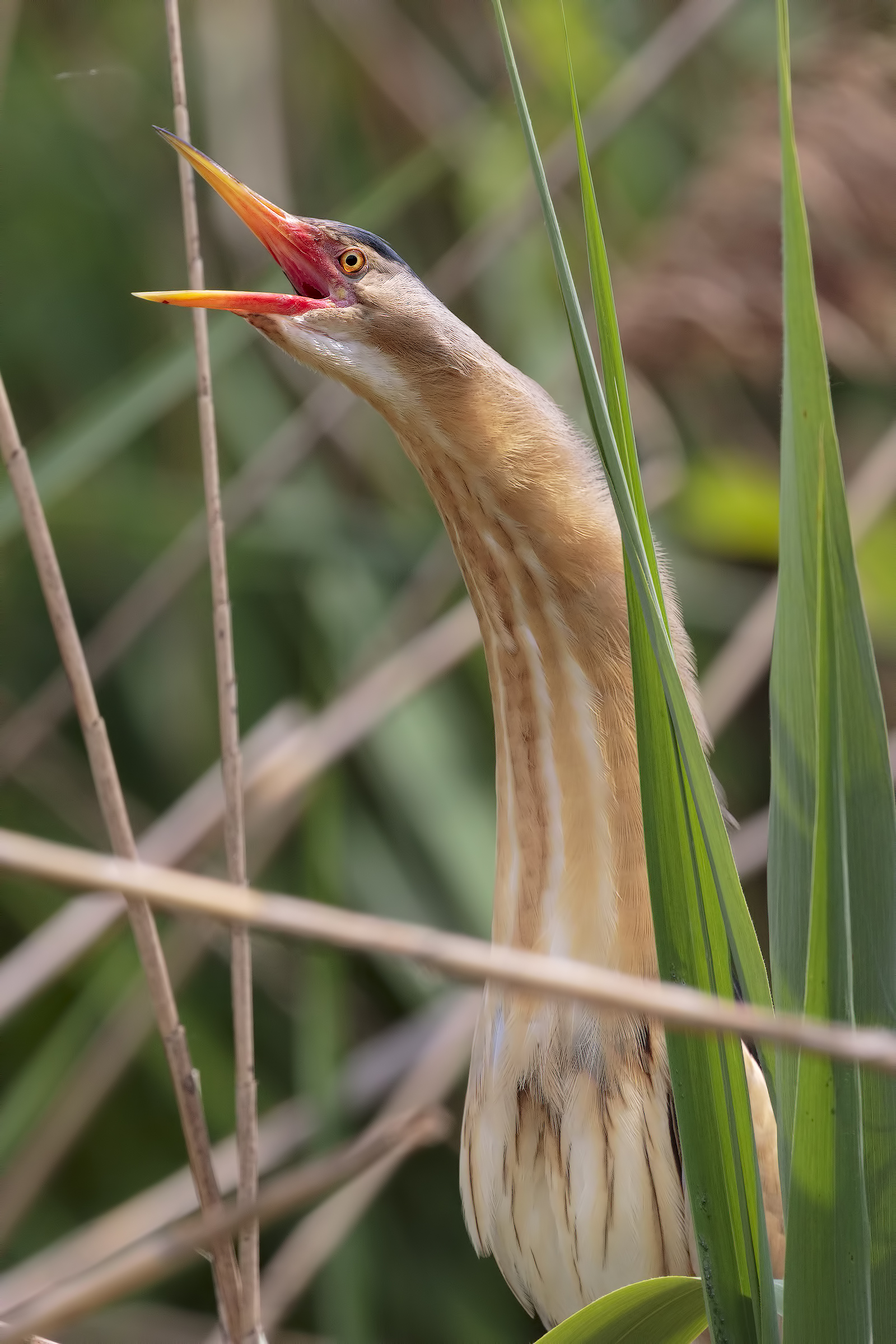 Always in the reeds
