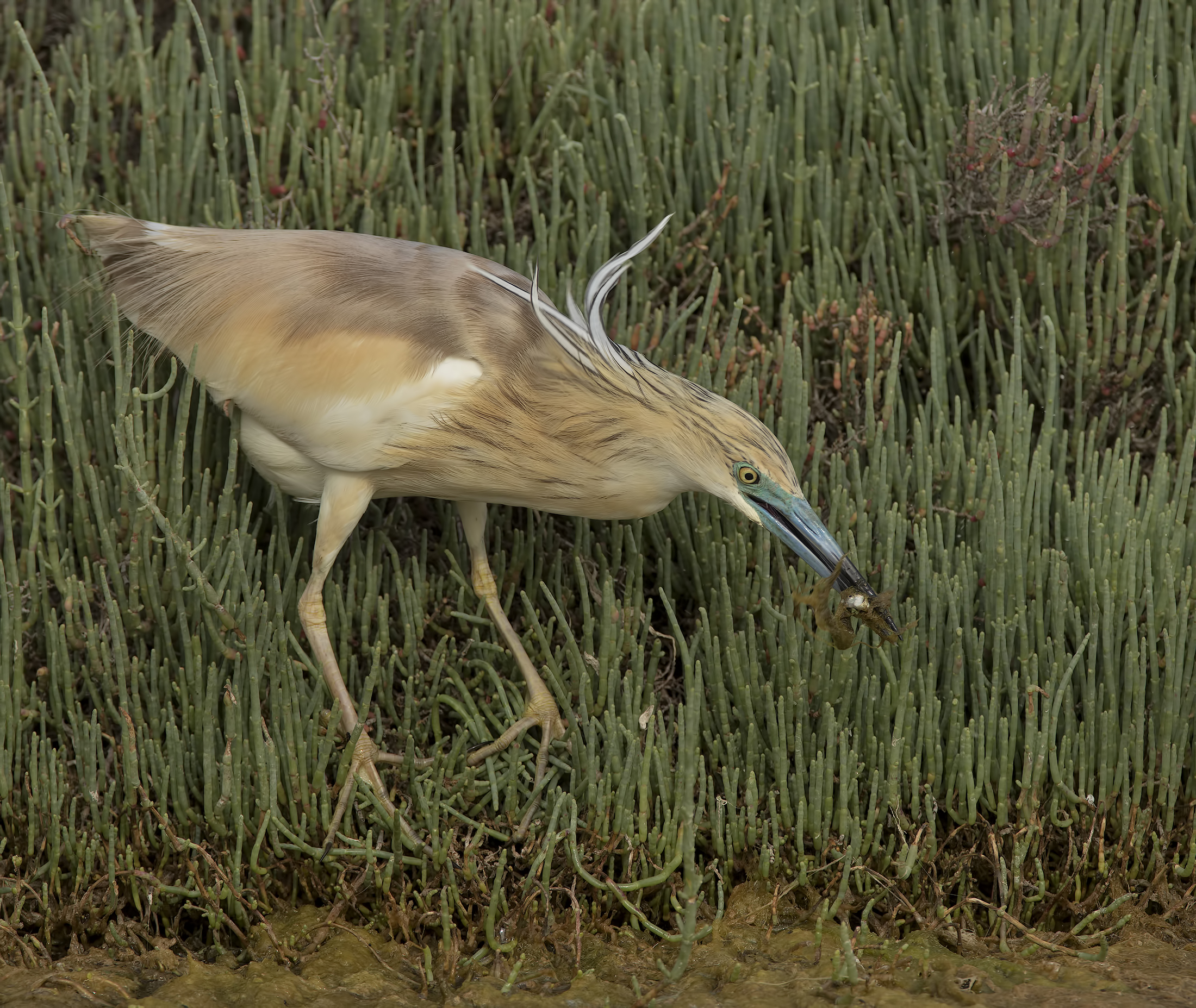 Squacco Tuft (Ardeola ralloides)