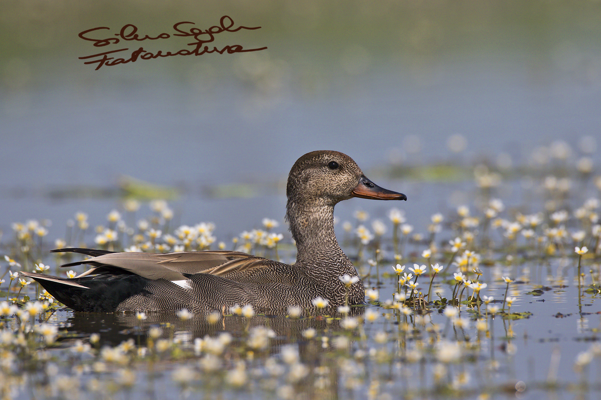 Gadwall