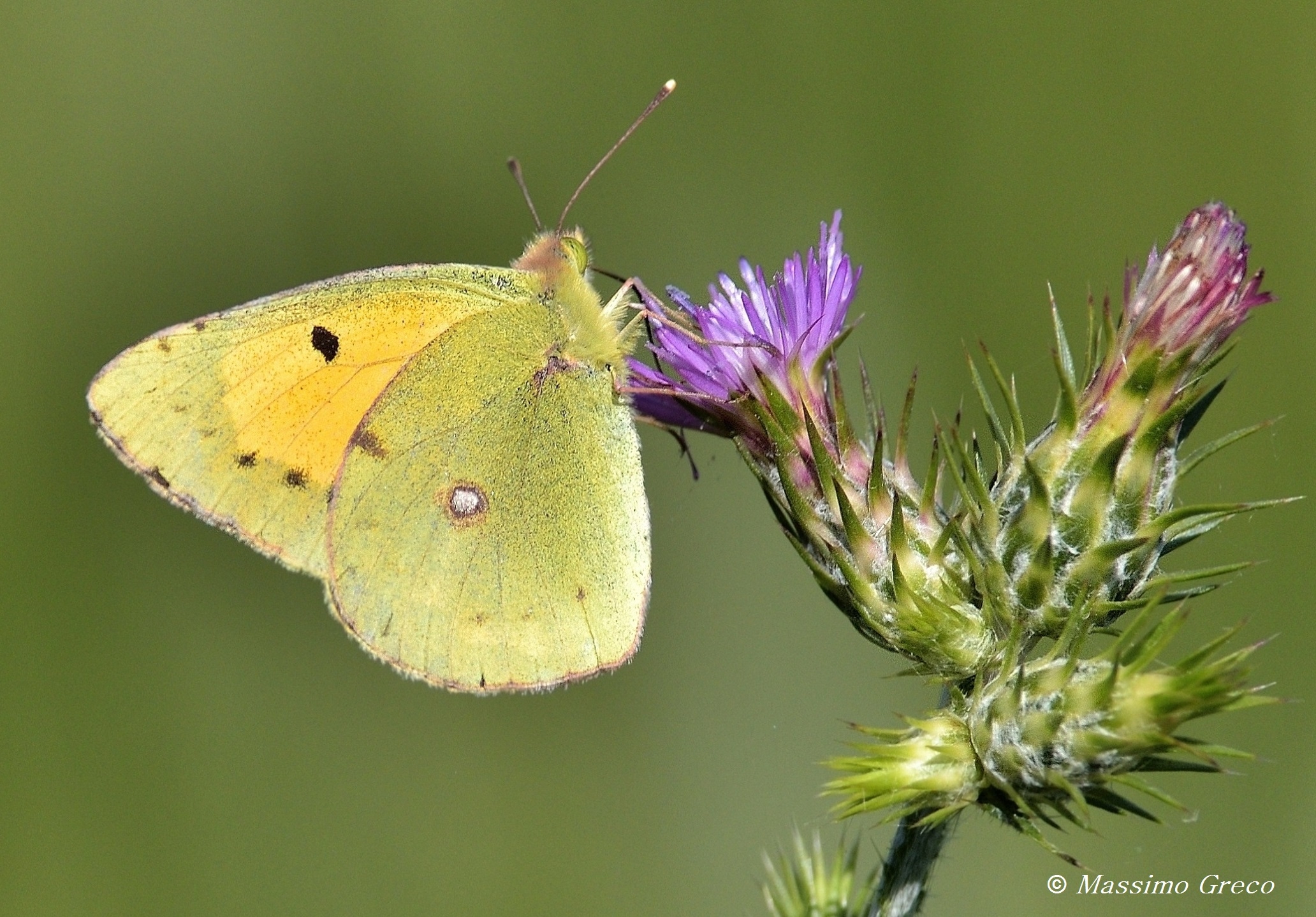 Colias crocea