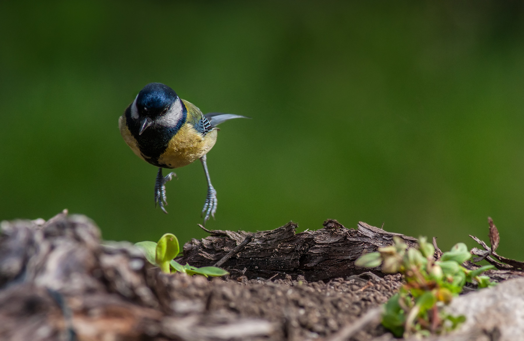 Il salto dell Cinciallegra