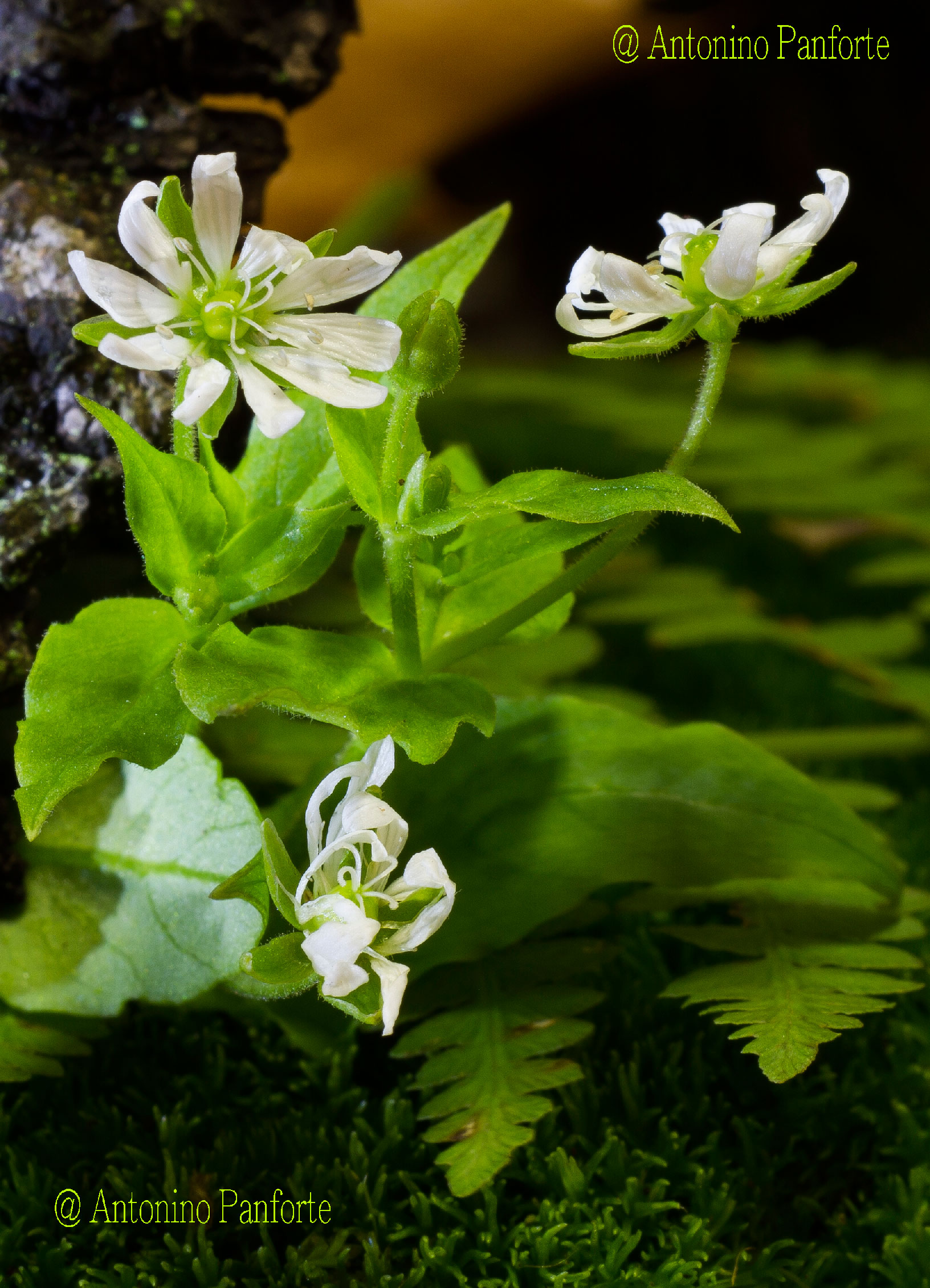Undergrowth in autumn