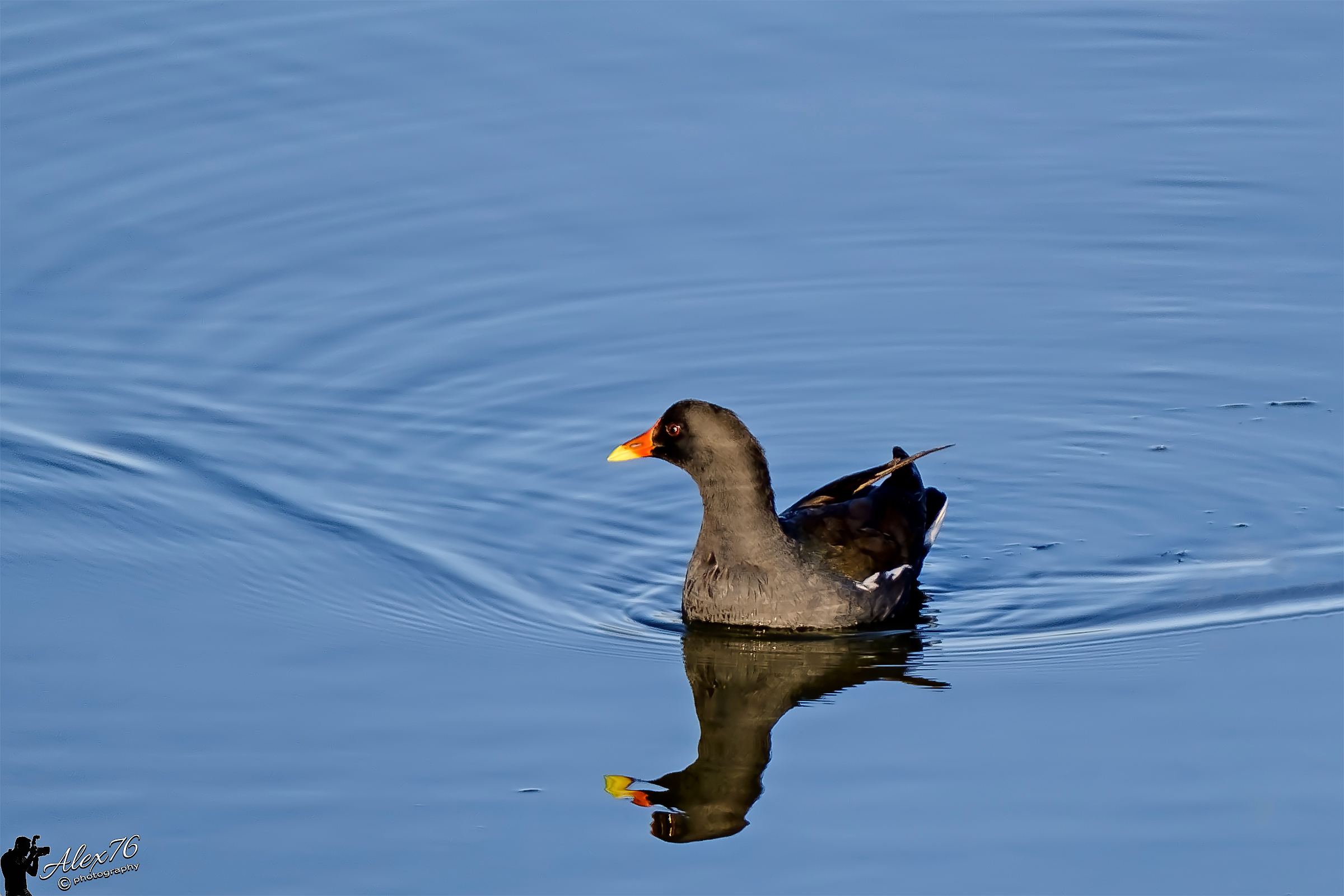 Water hen (Gallinula chloropus)