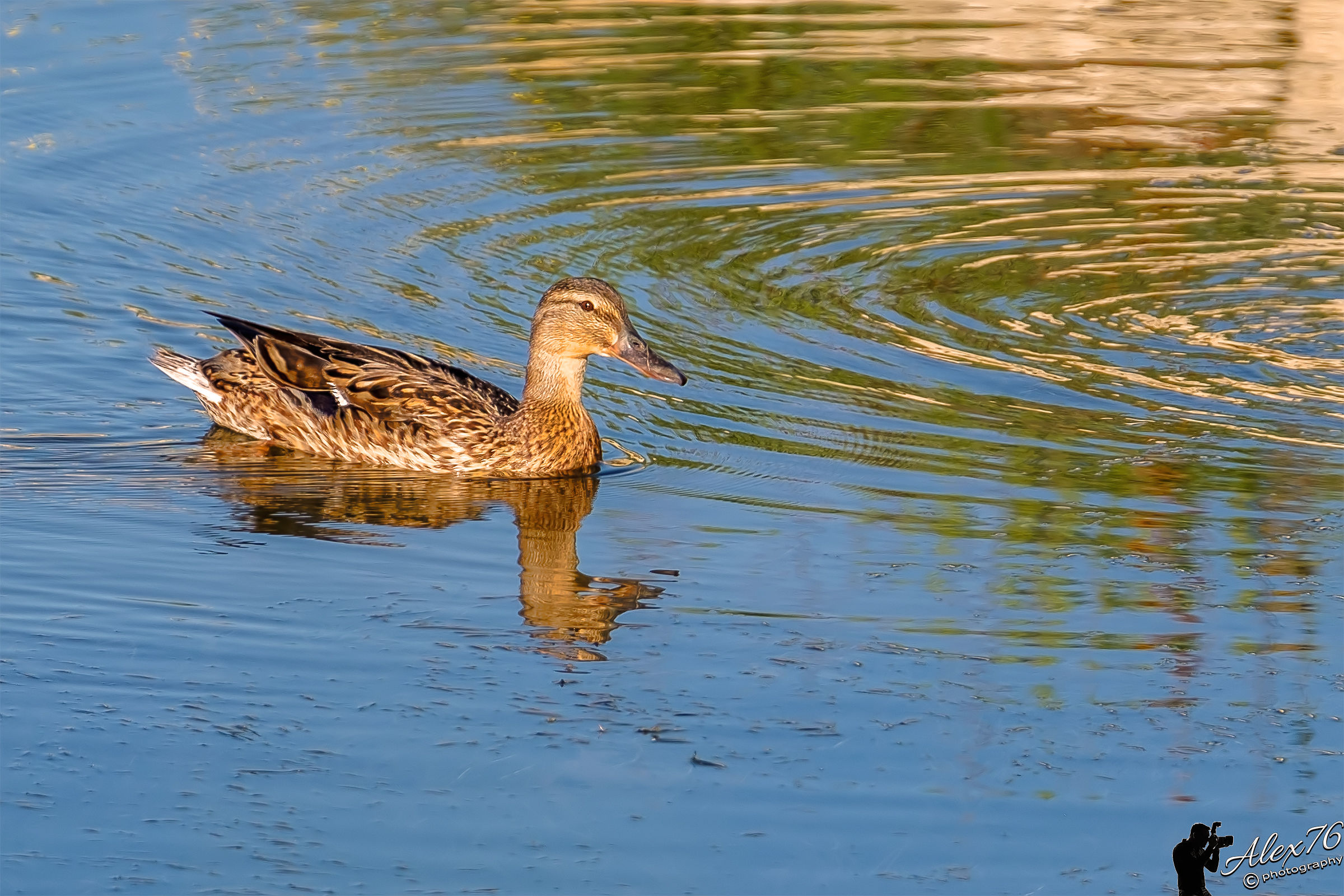 Mallard Female (Anas platyrhynchos)