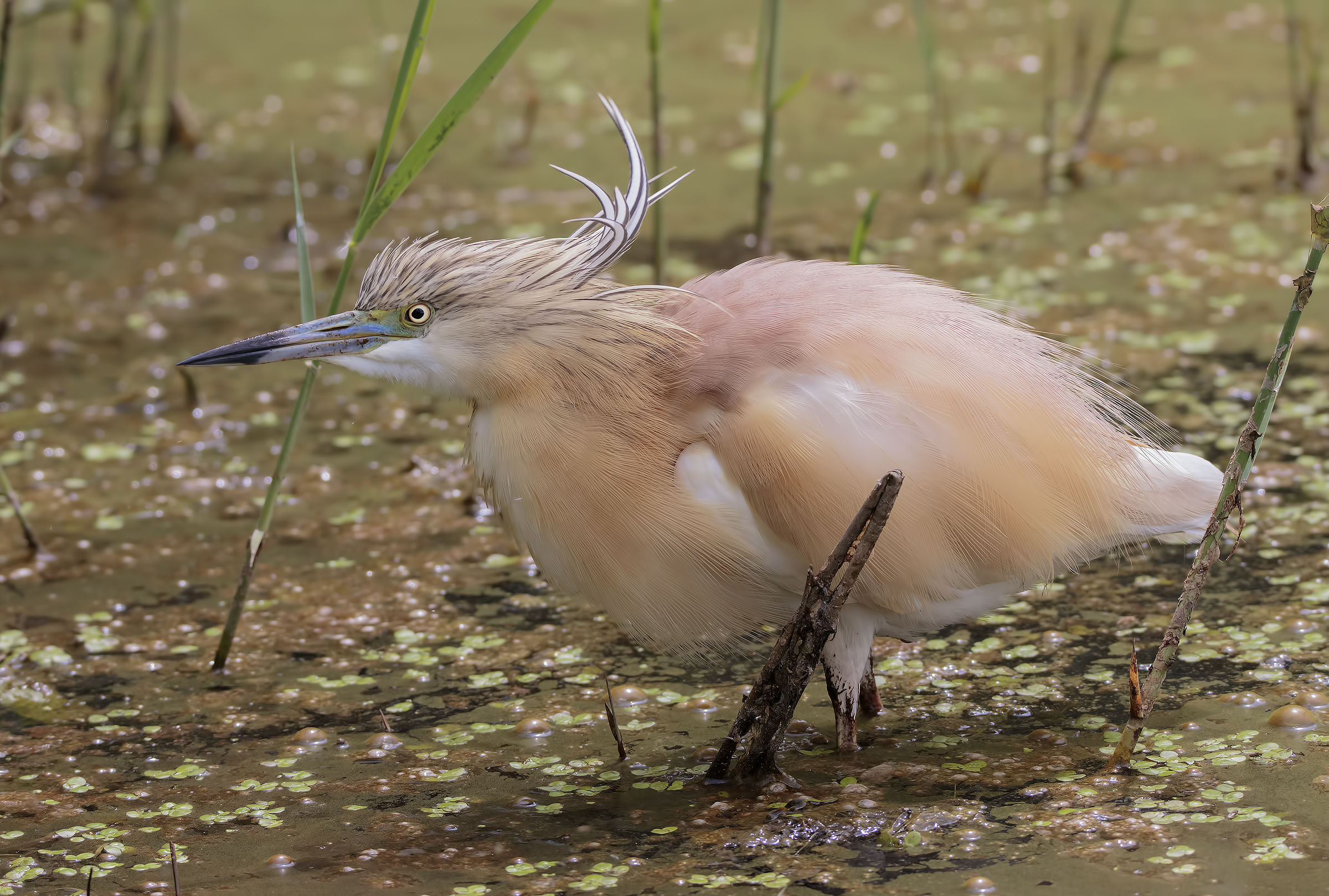 La Sgarza spettinata