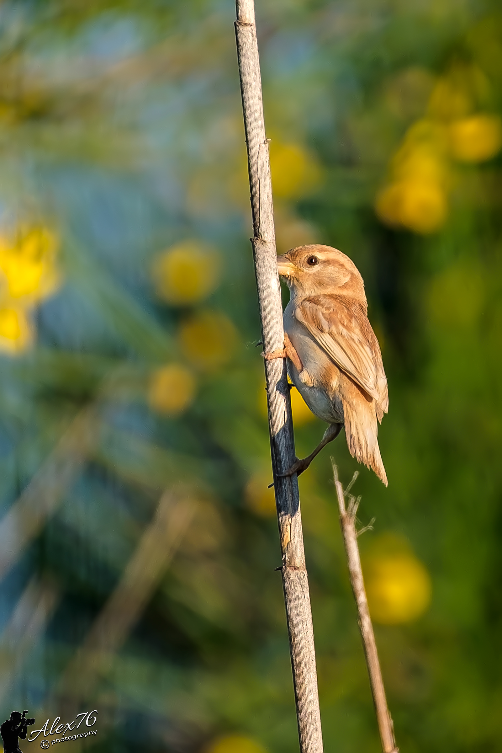 Plaice d'italia (pass Italye)