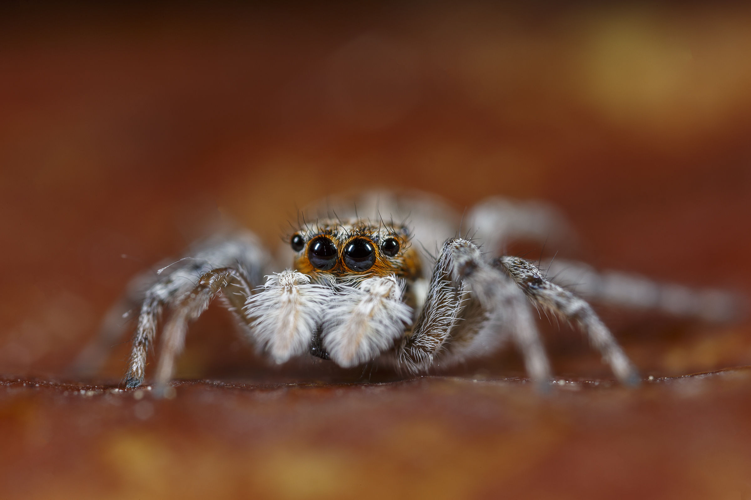 Jumping spider