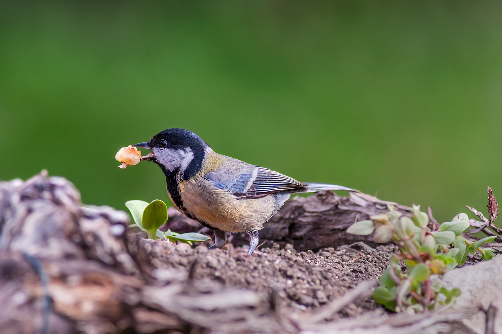 Il pranzo della cincia