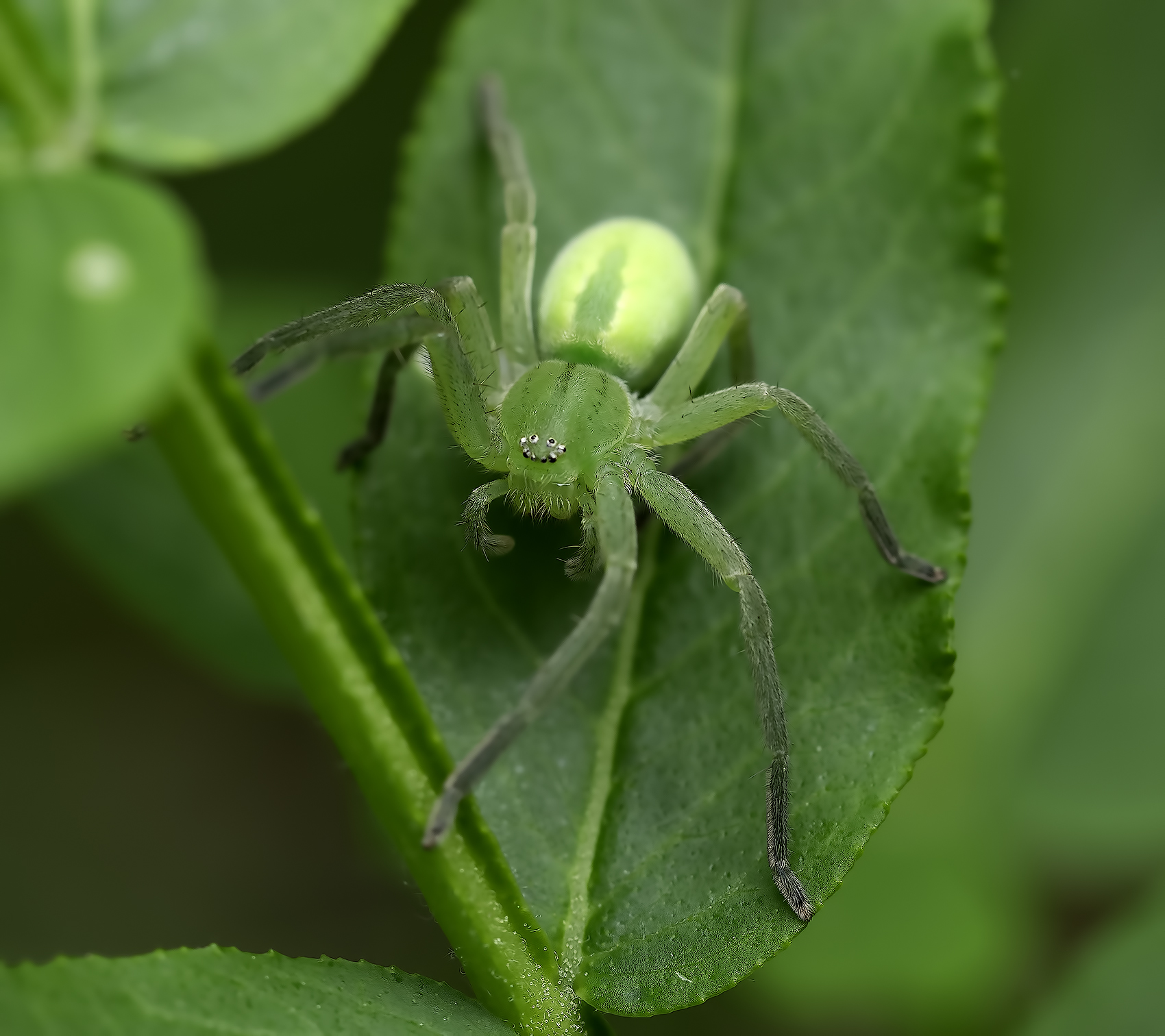 Sparassidae Green