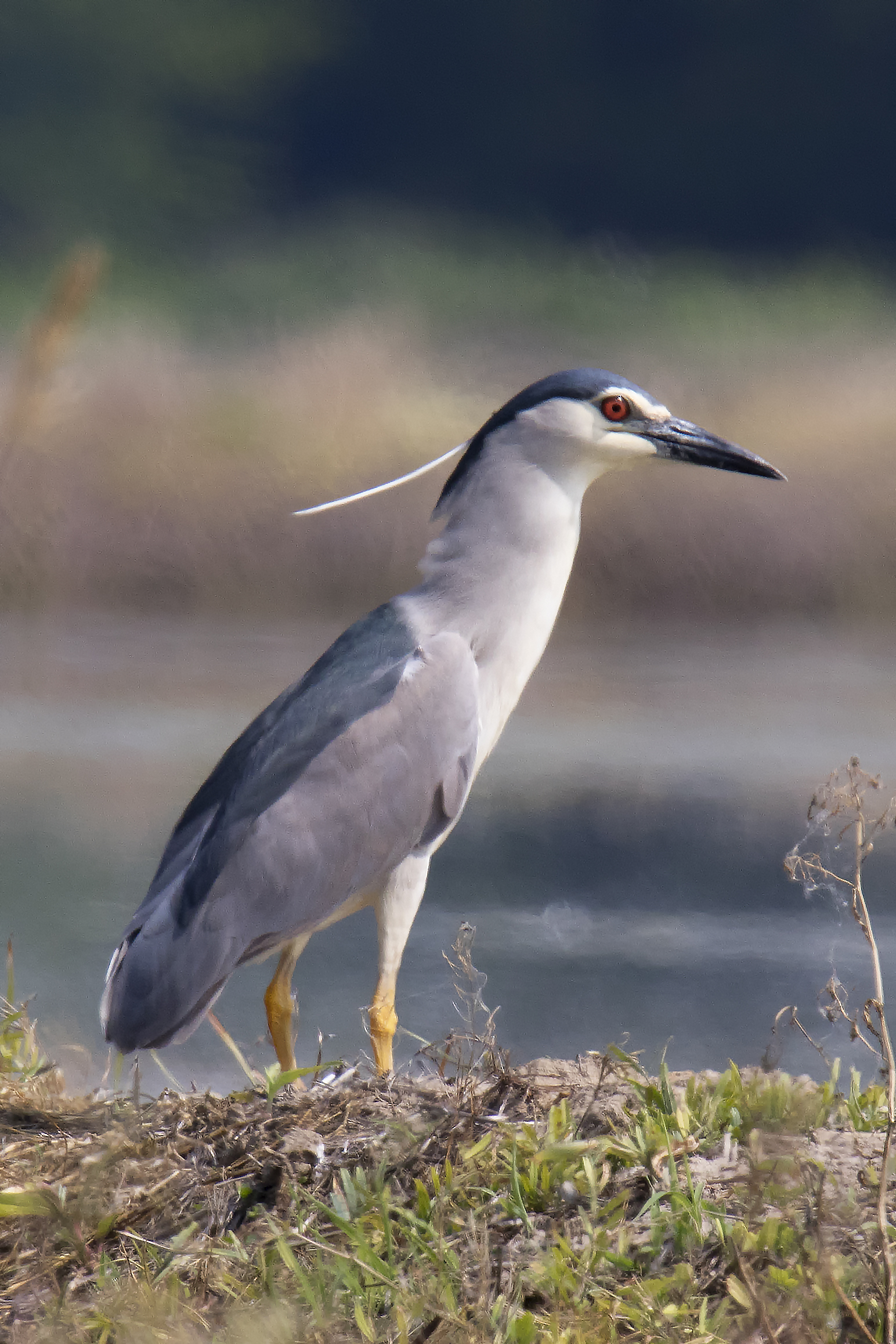 Adult night on the edge of Paddy