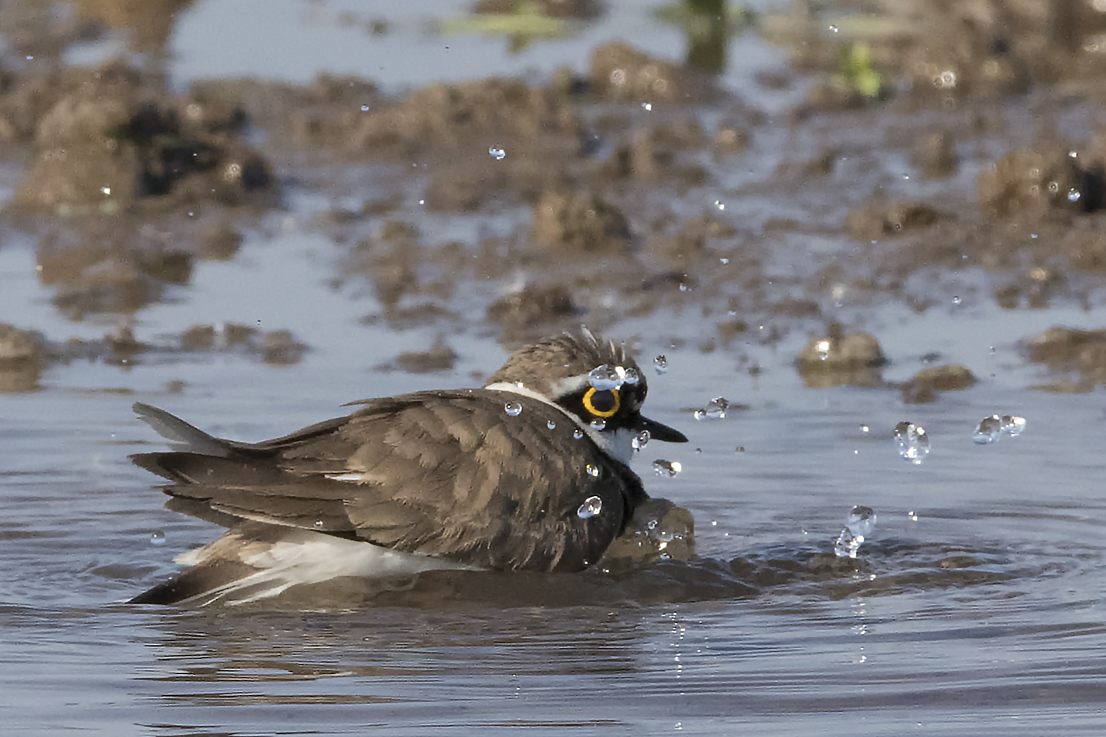 Small Courier at the bathroom