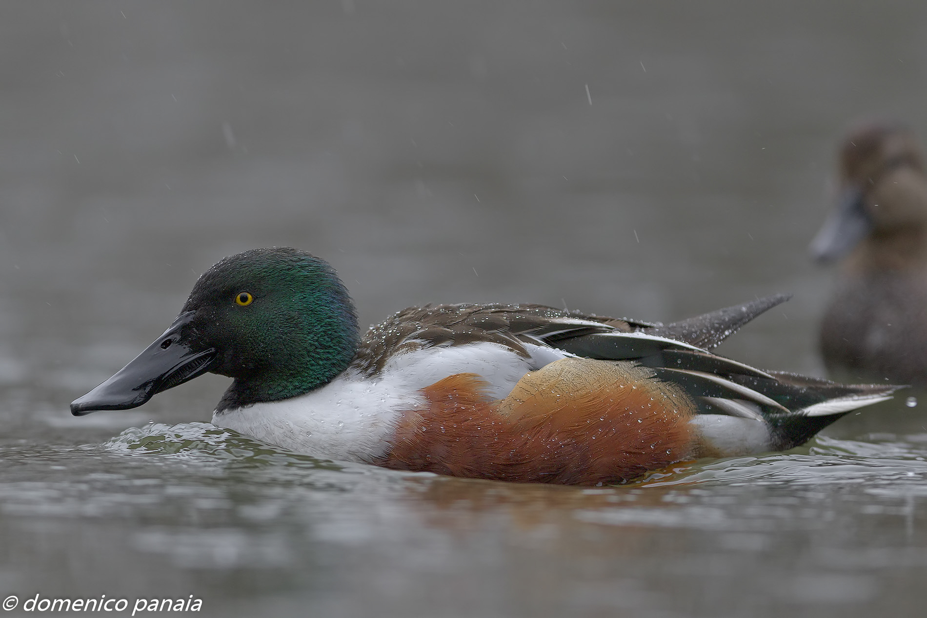 Shoveler in the Rain