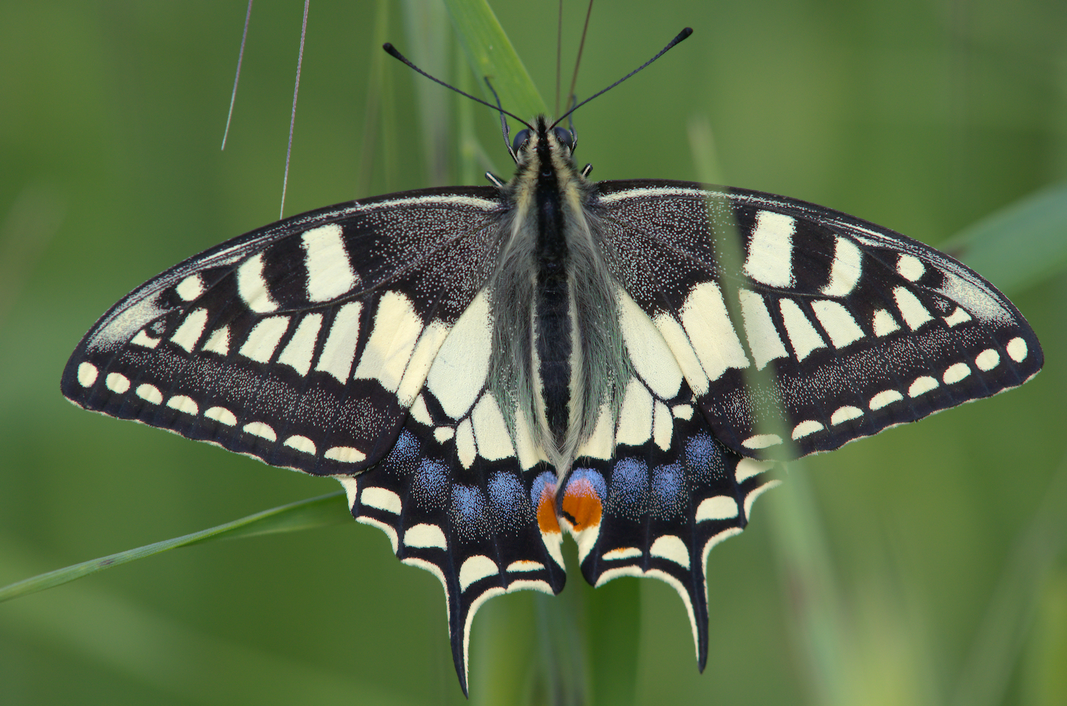 Papilio Machaon