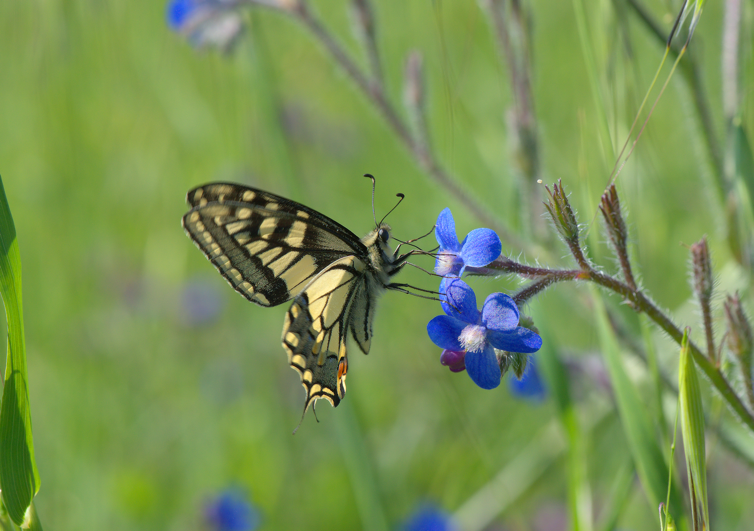 Papilio Machaon