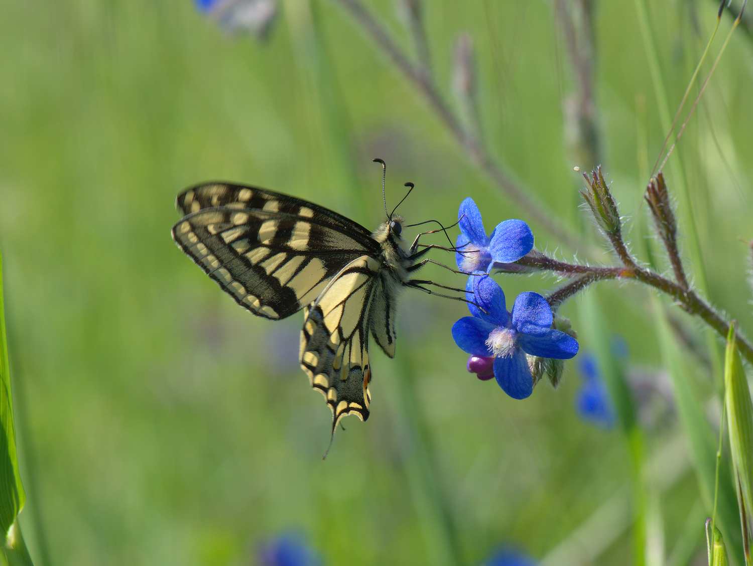 Papilio Machaon