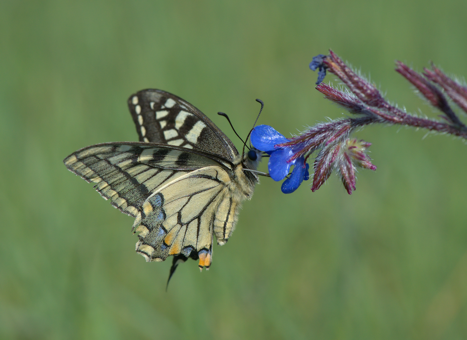 Papilio Machaon