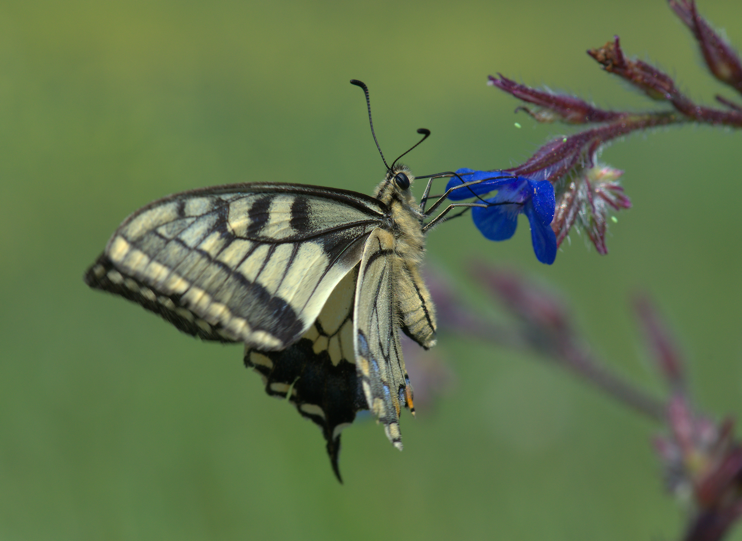 Papilio Machaon