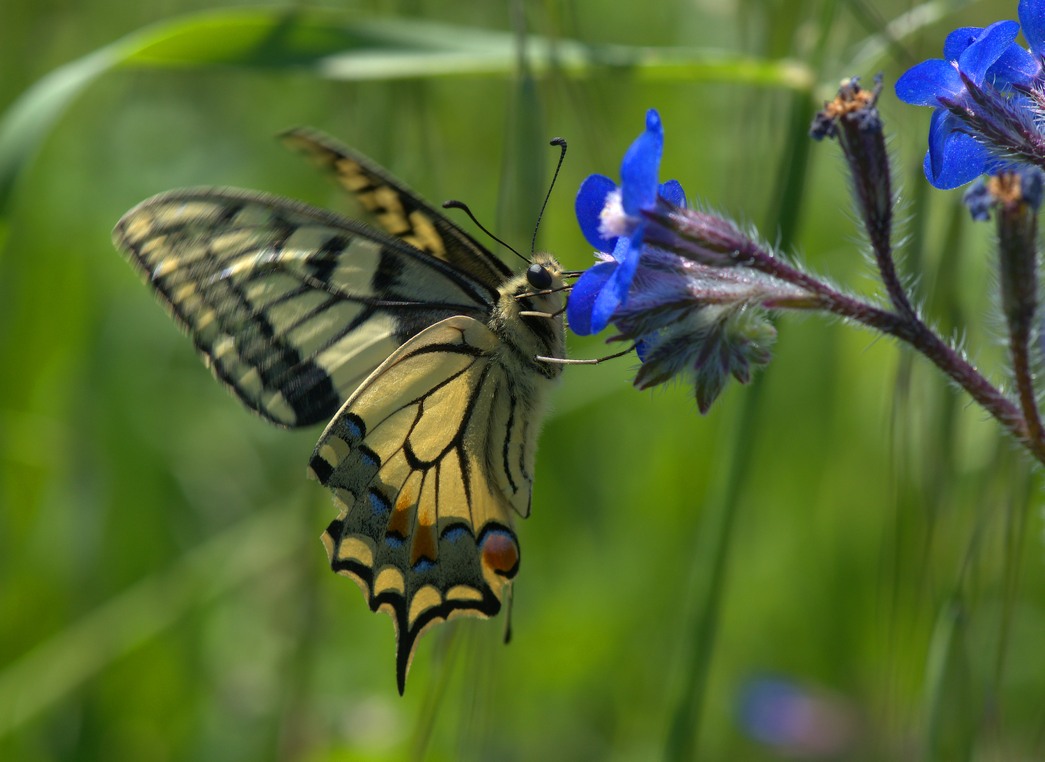 Papilio Machaon