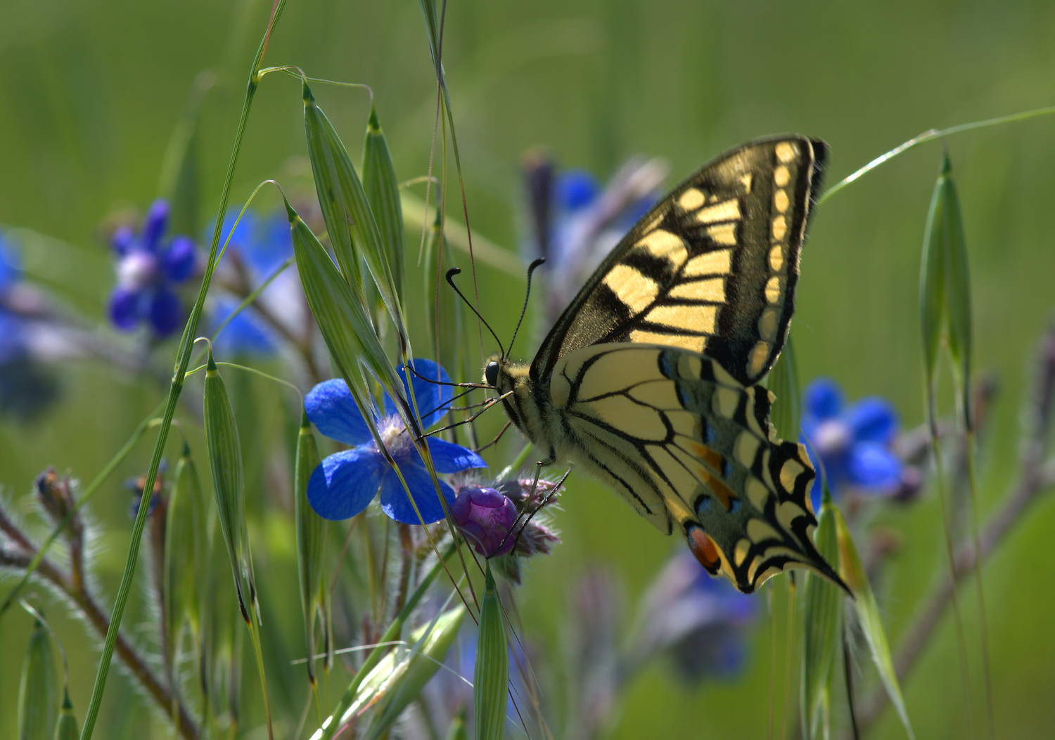 Papilio Machaon