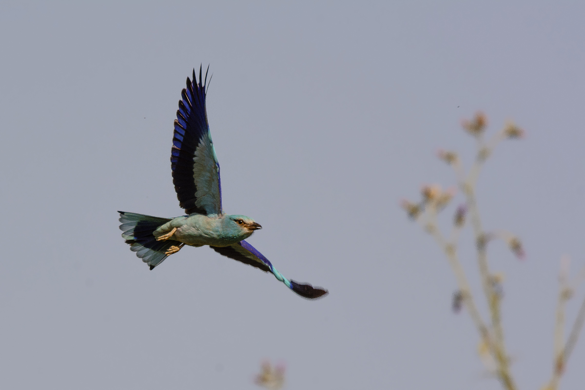 The flight of the Jay M.