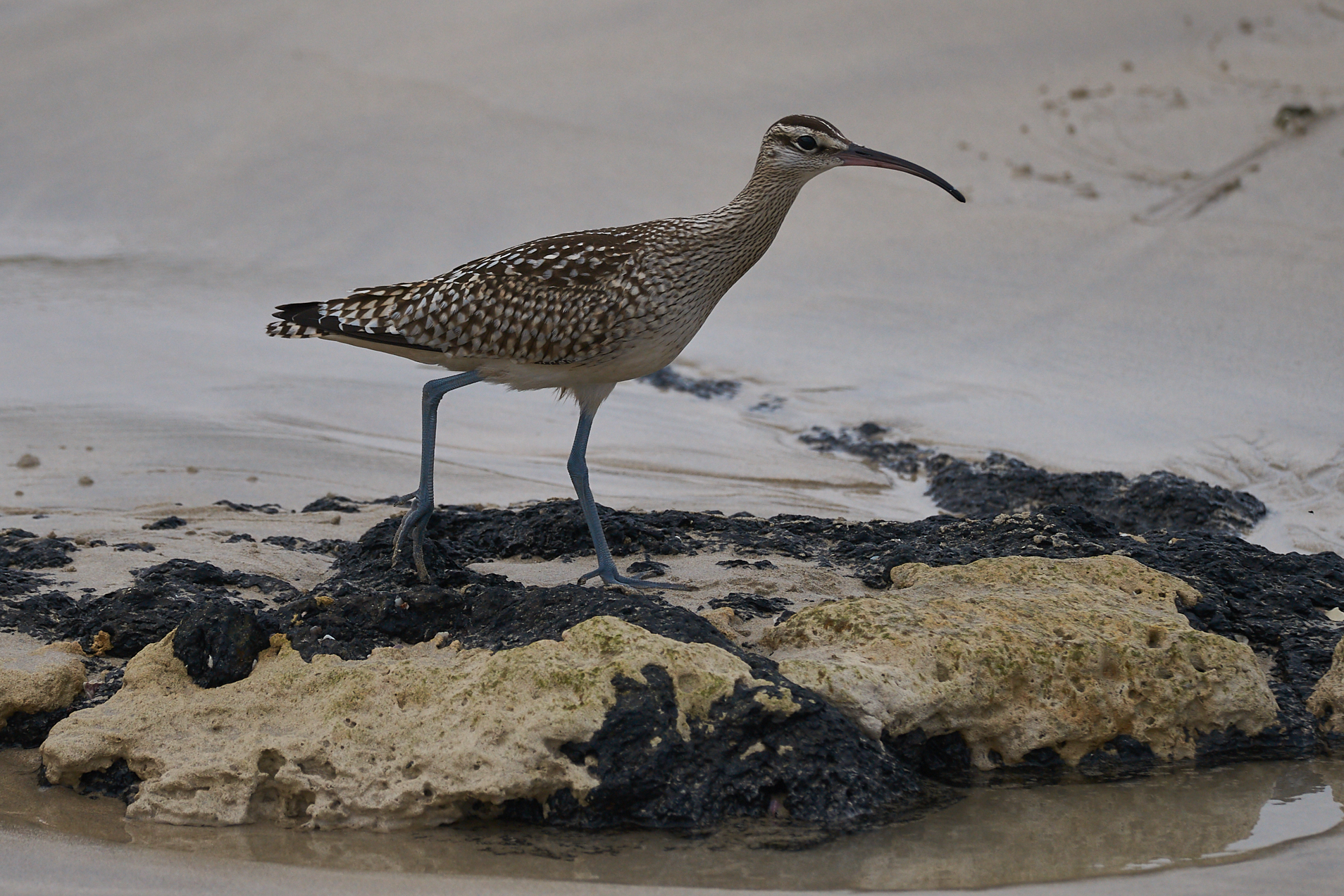 Curlew Small