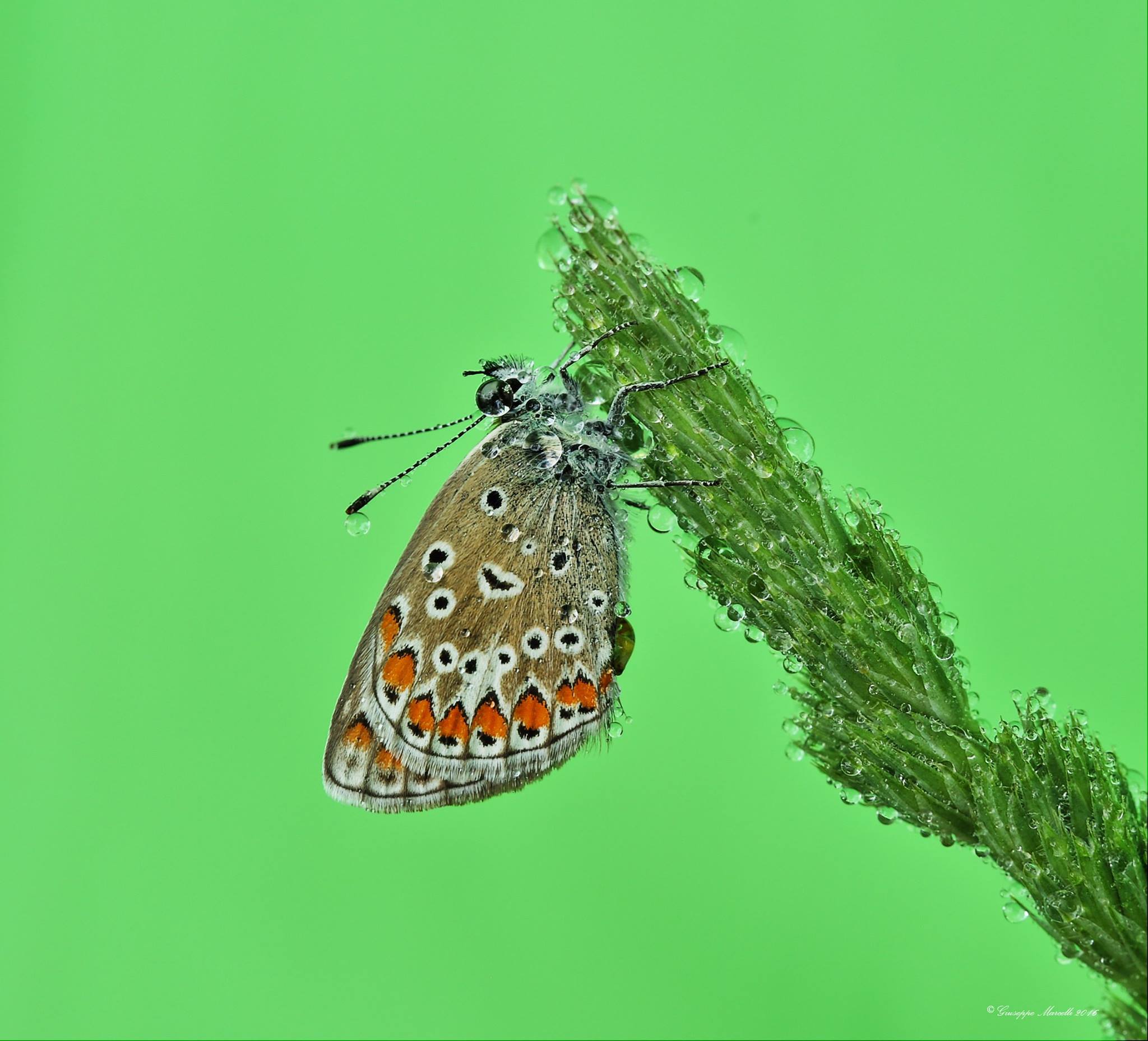 Bellargus Icarus