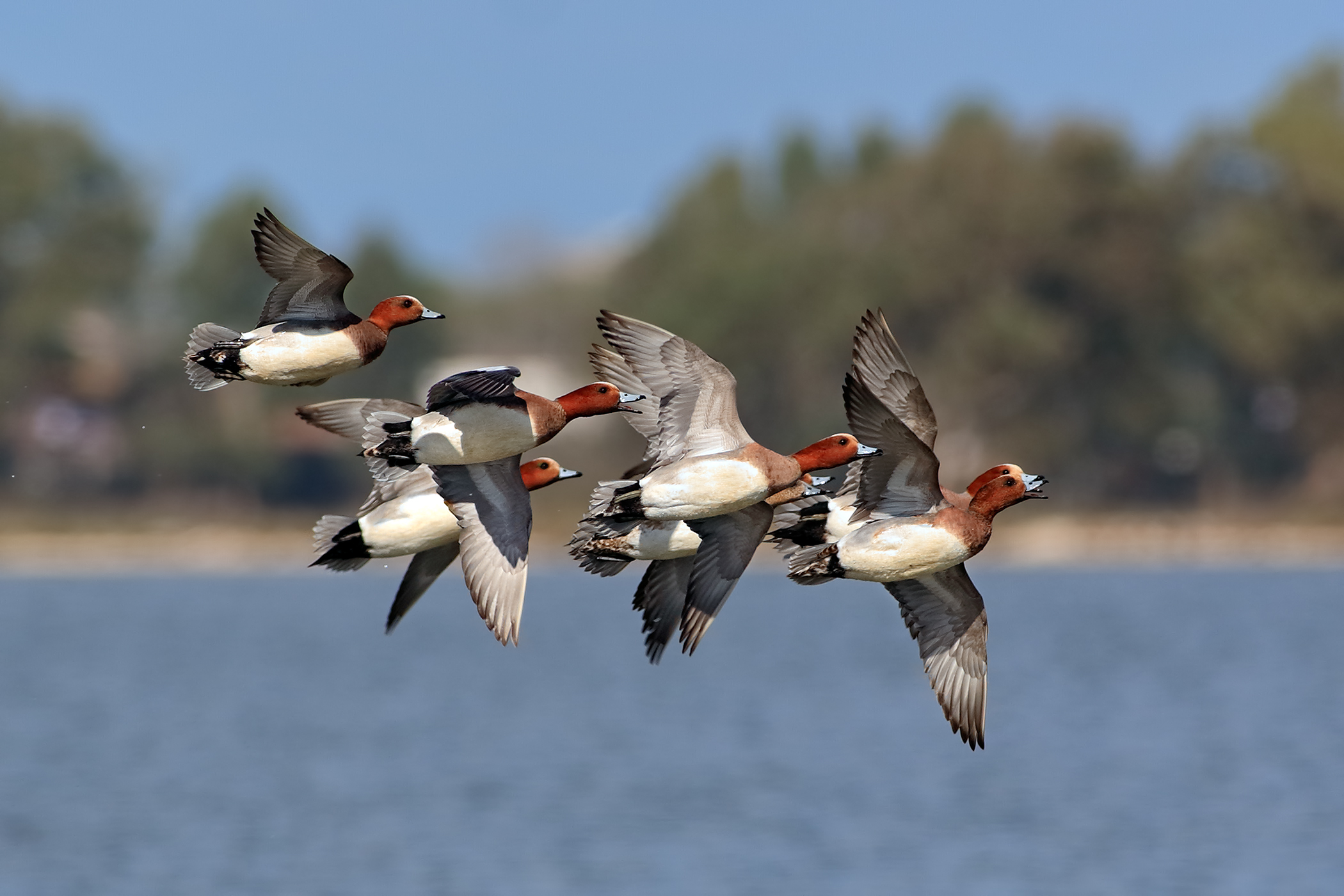 Il corteggiamento dei fischioni