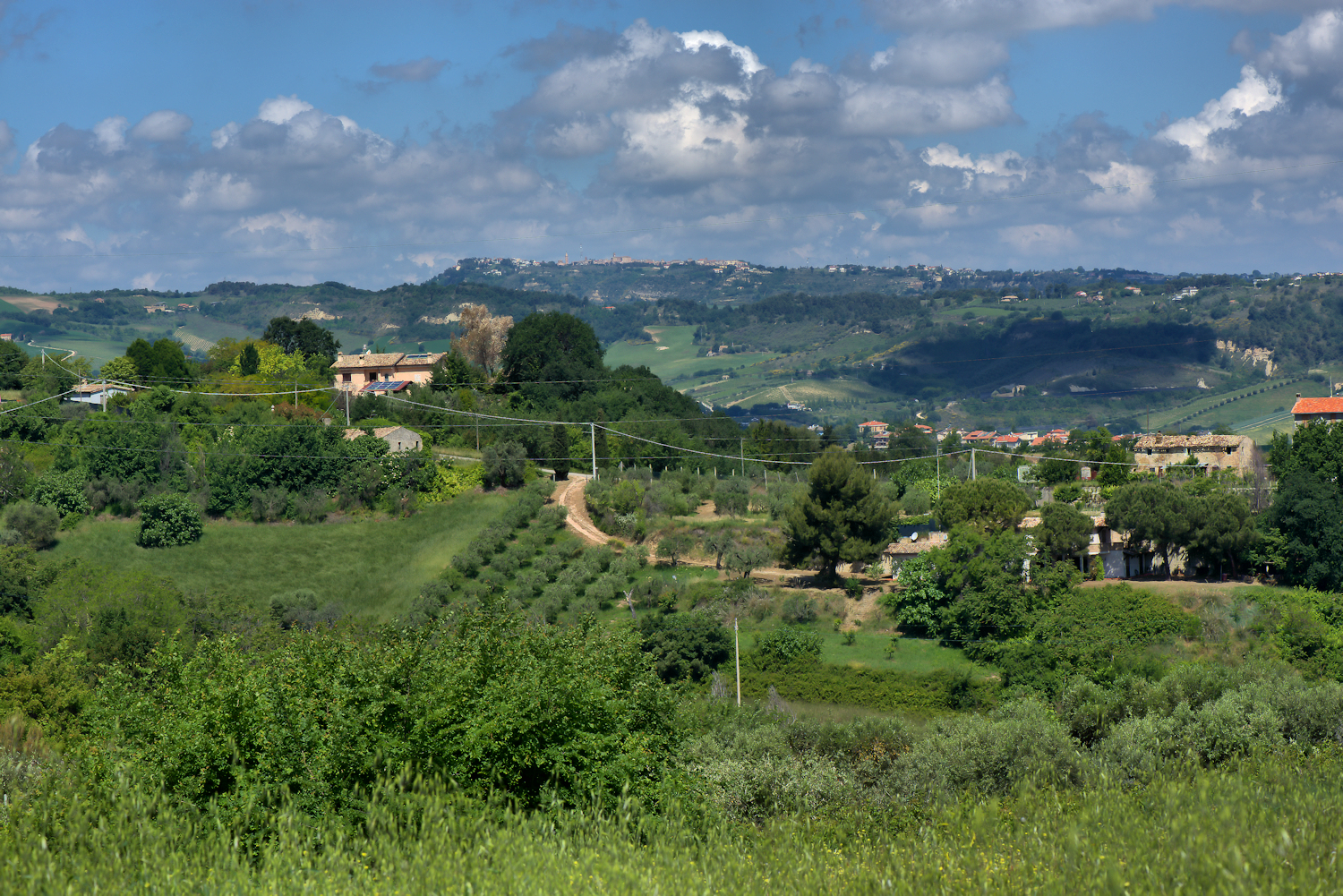 Hills of Marche
