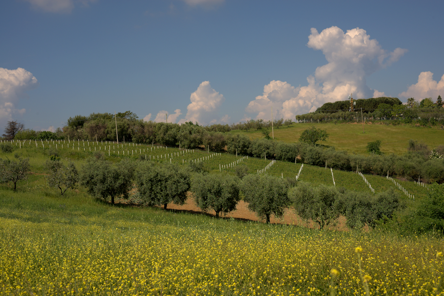 Hills of Marche