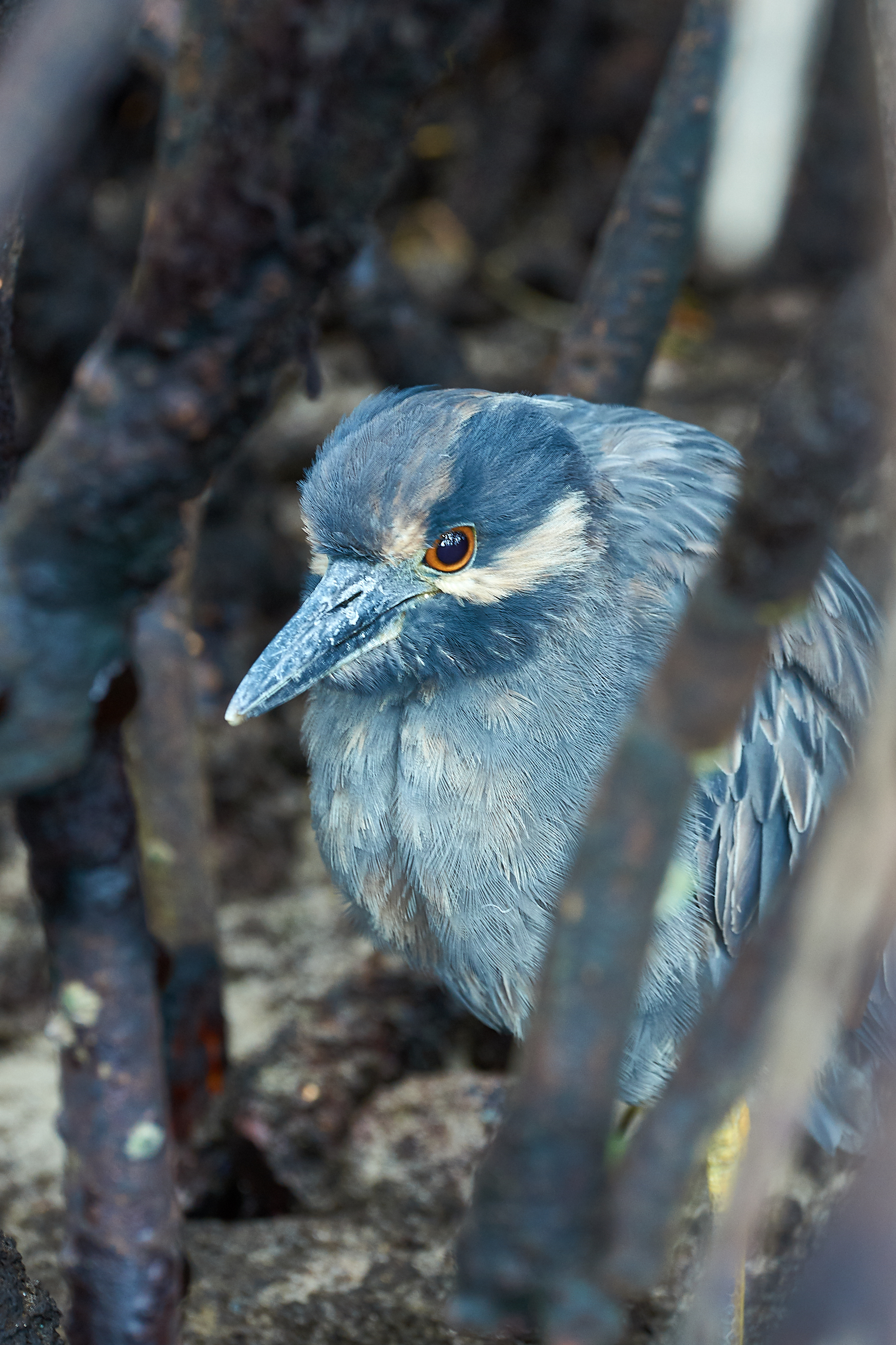 Nitticora capogiallo