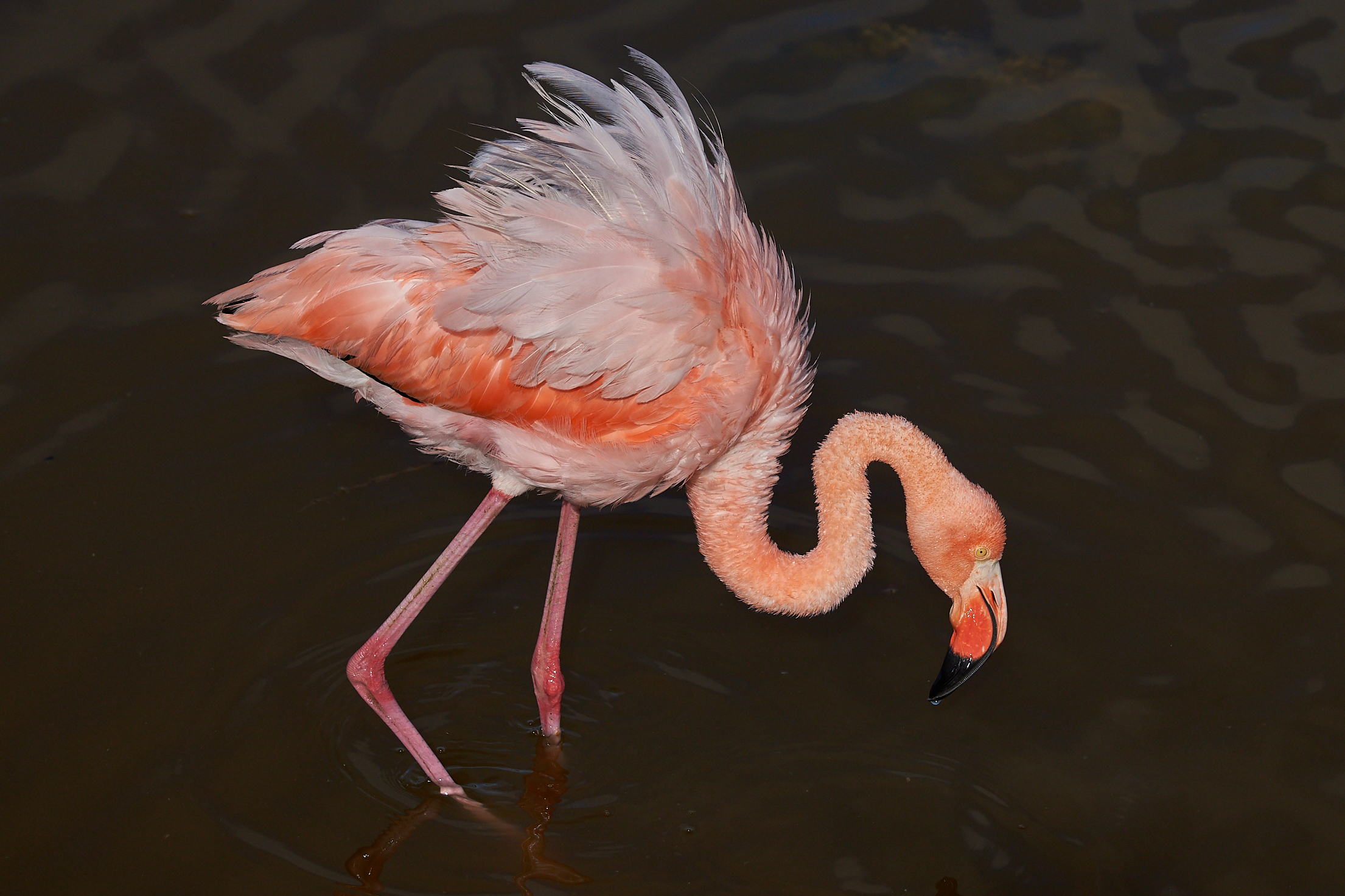 Pink Flamingo