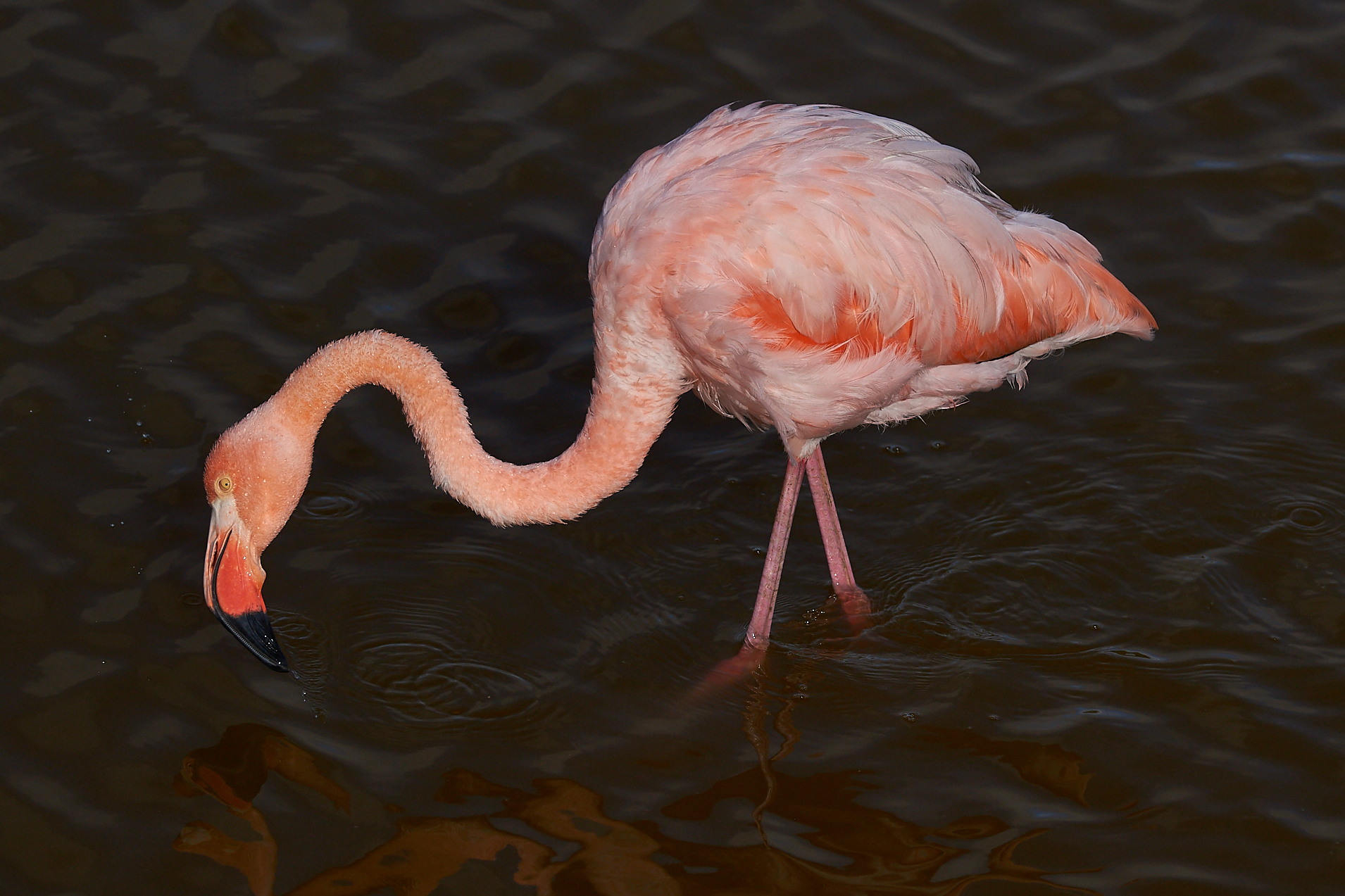 Pink Flamingo