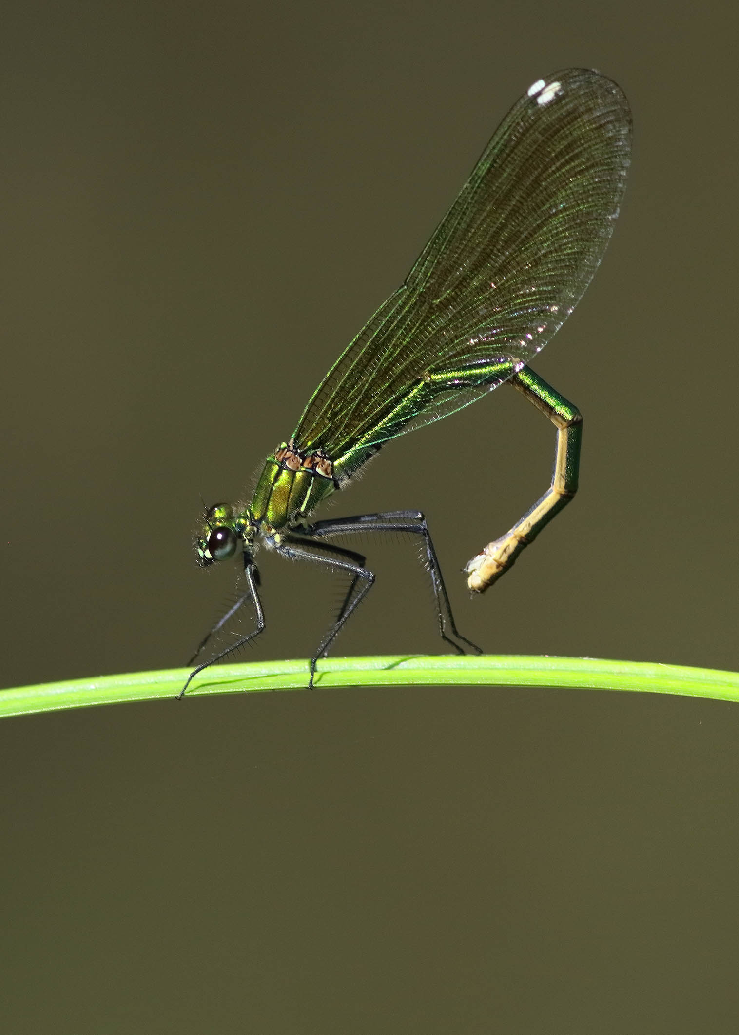 Dragonfly Virgo