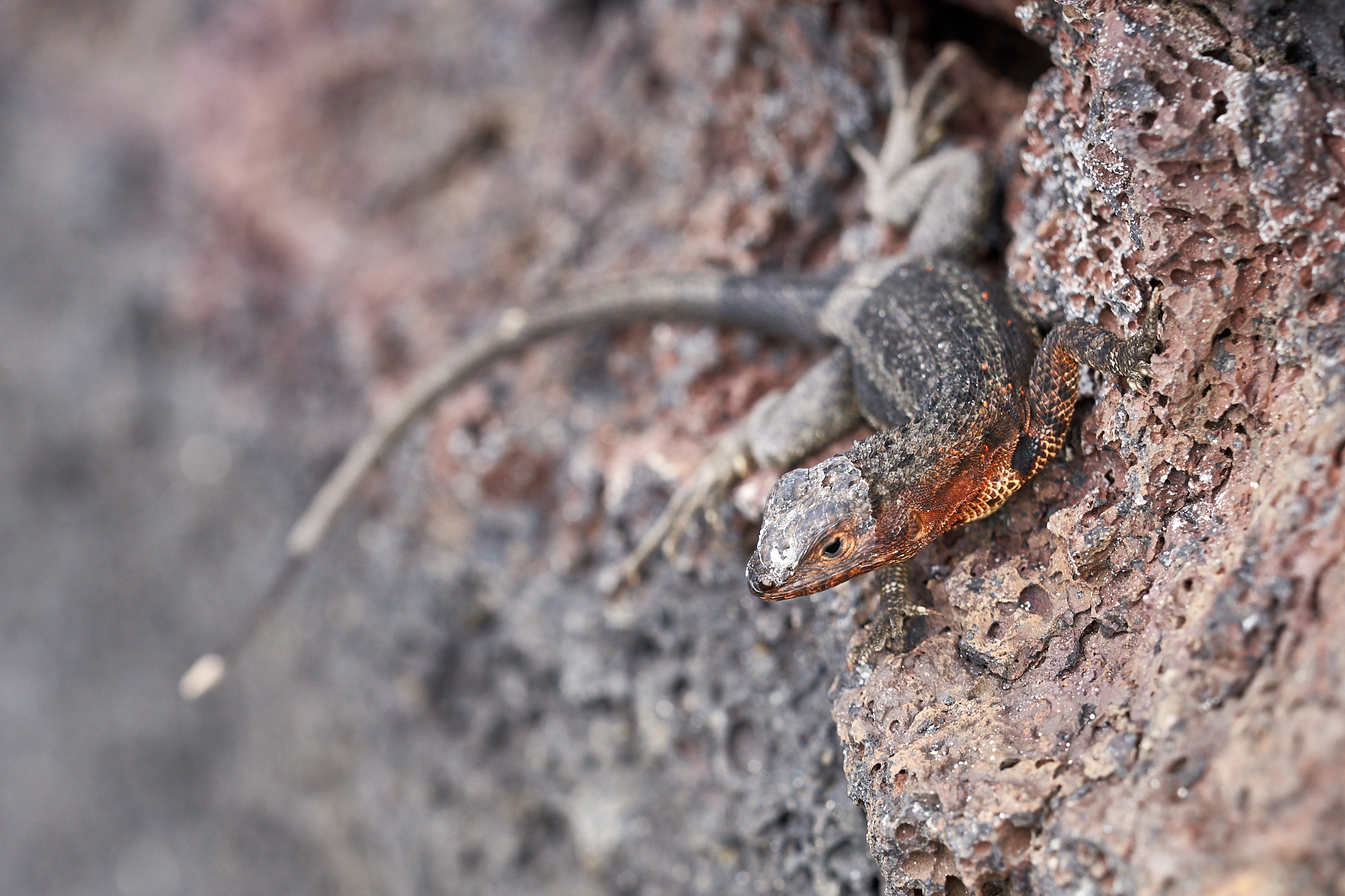 Lucertola della lava