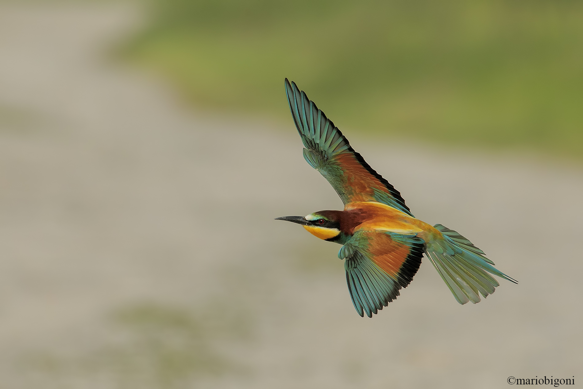 Bee-eater