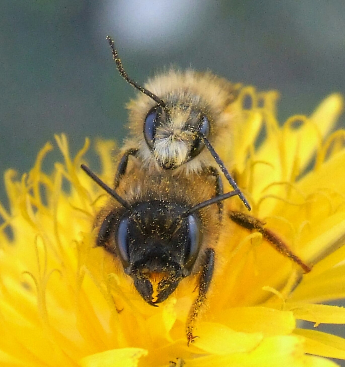 "Osmia ergot" male and female
