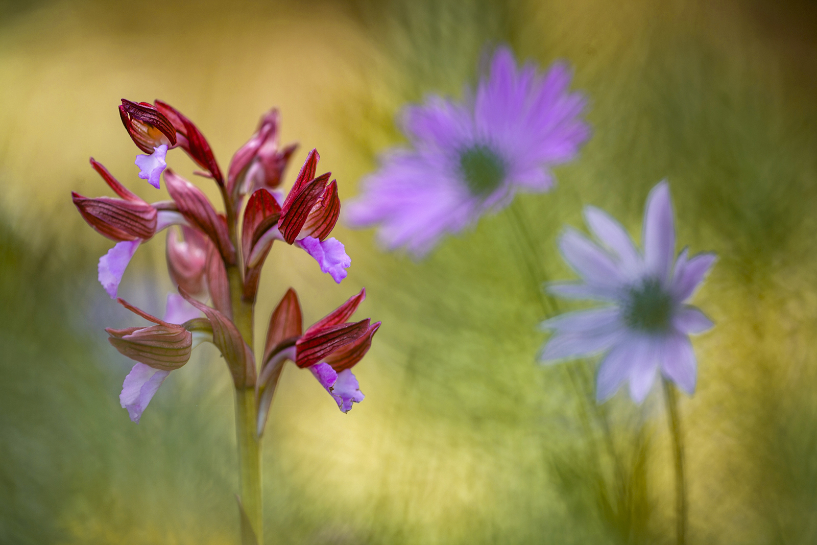 Anacamptis papilionacea