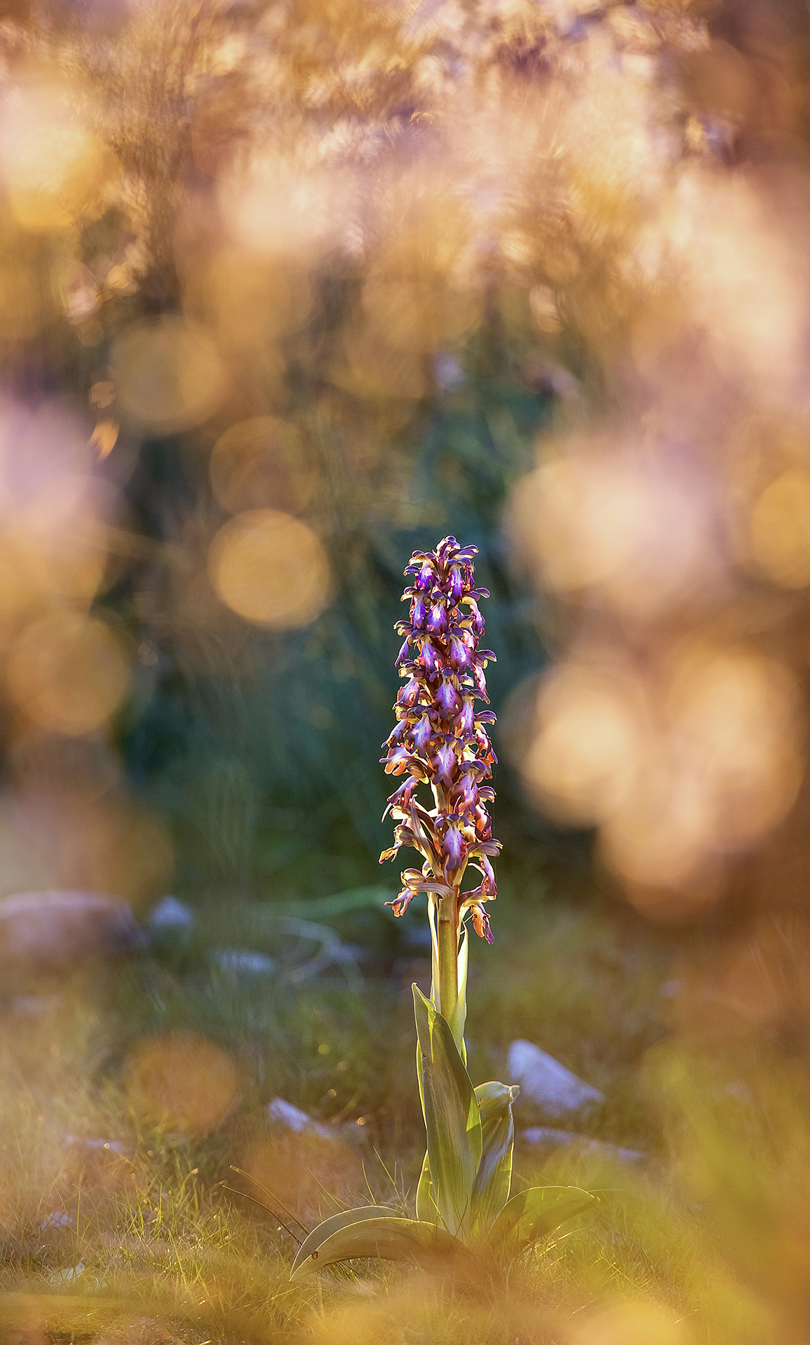 Himantoglossum robertianum