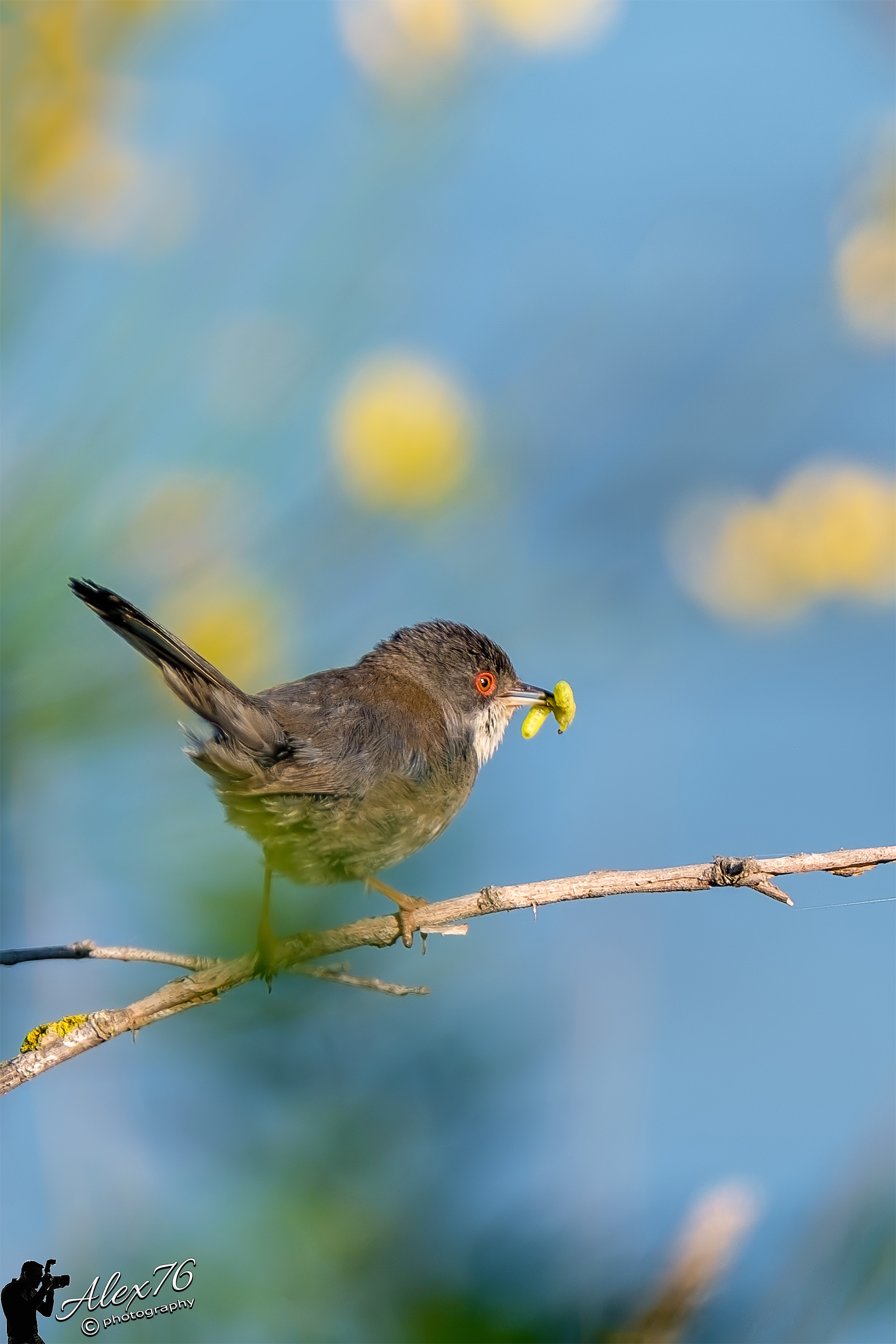 Sardinian (Sylvia melanocephala)