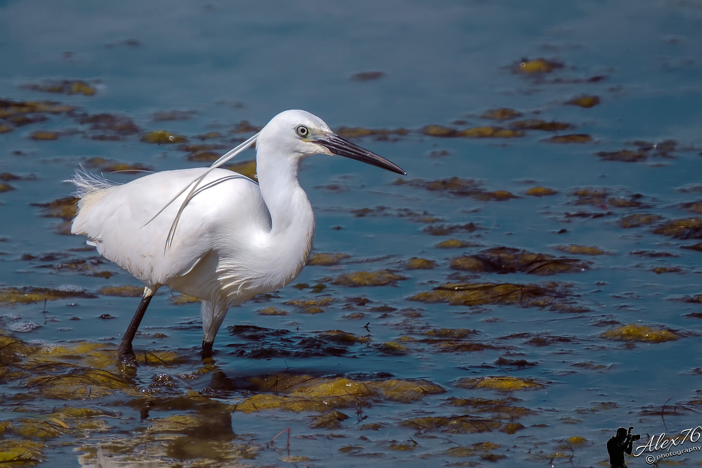Egret (Egretta Egret)