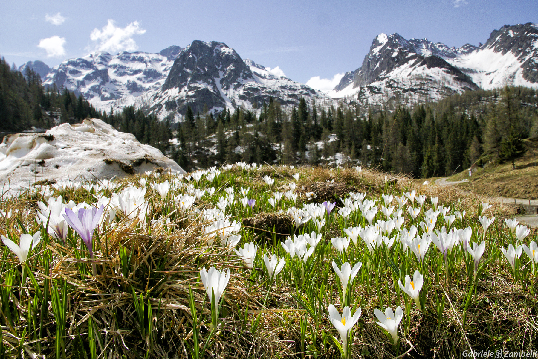 Crocus, lago del prato