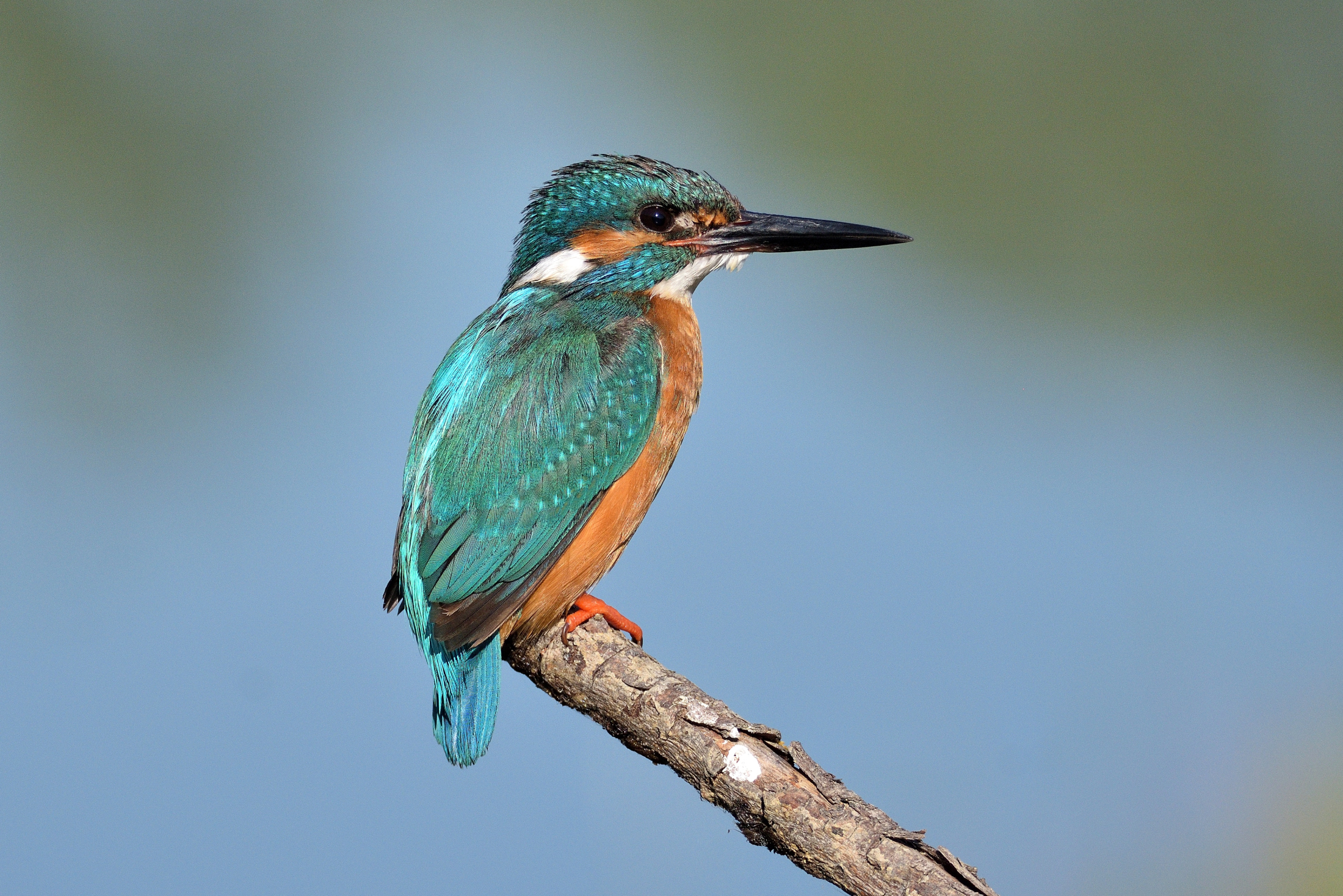 Kingfisher