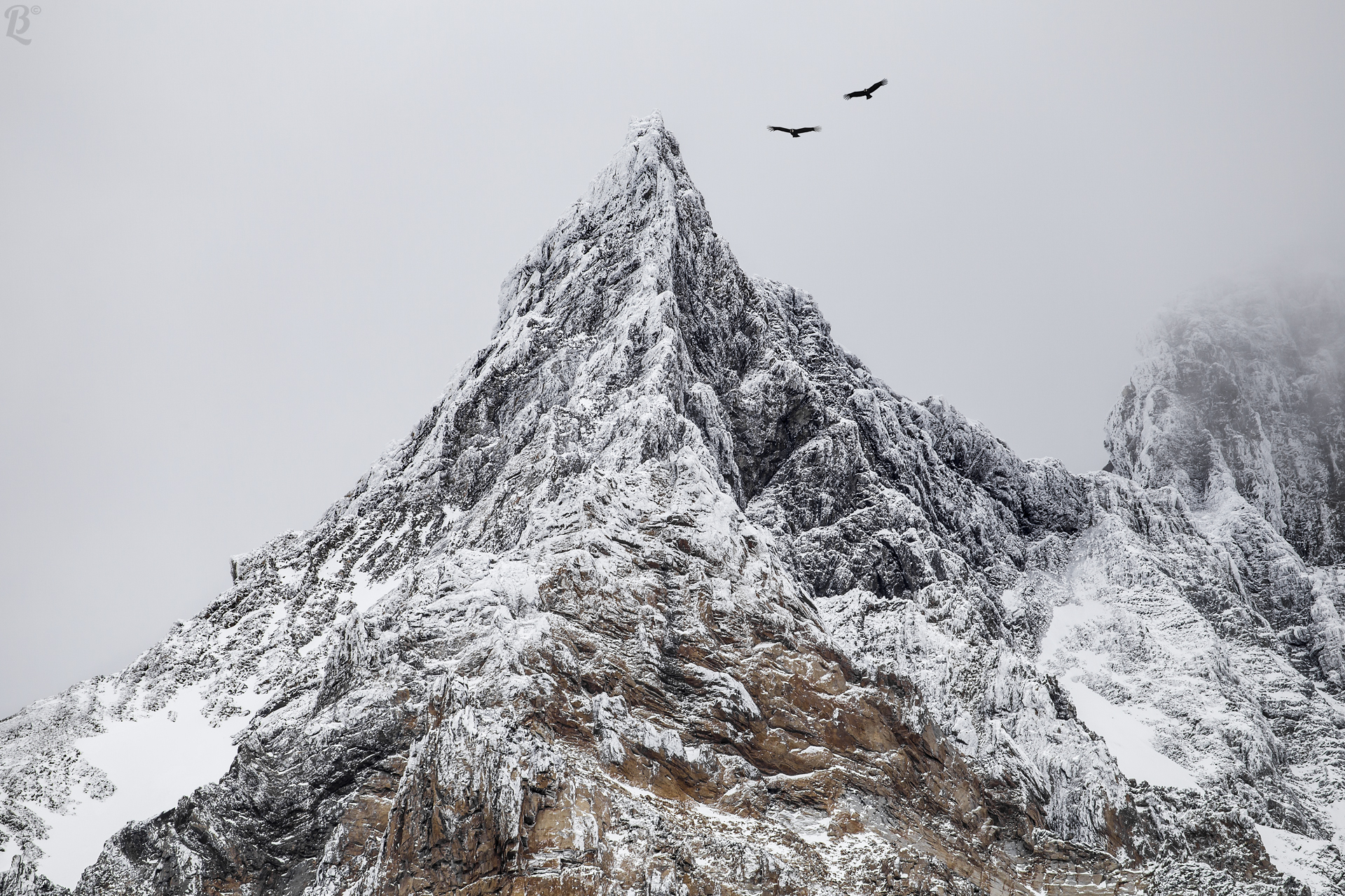 The circling of the Condor