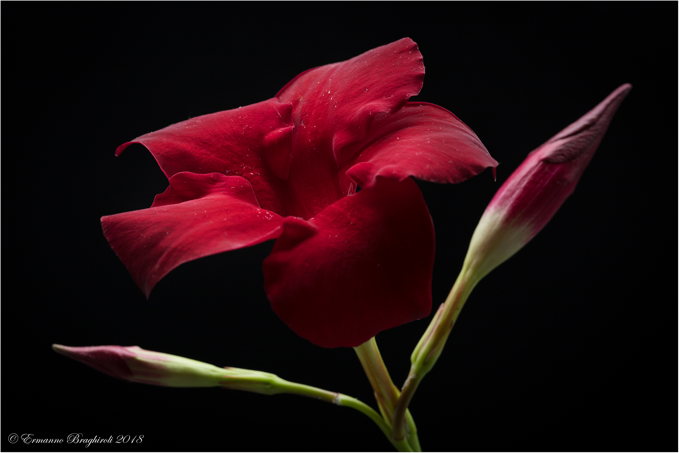 Red flower