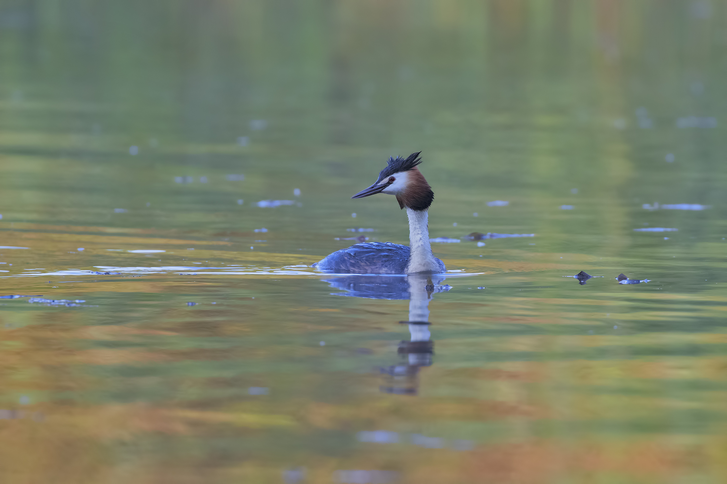 Grebe Major Lights First