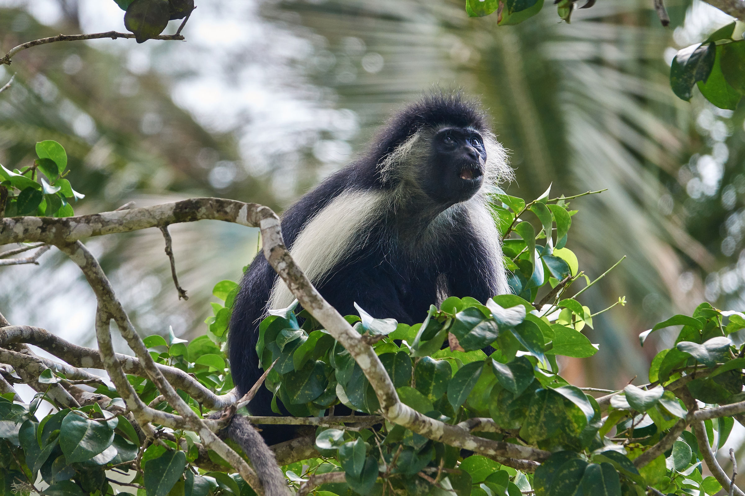 Colobus