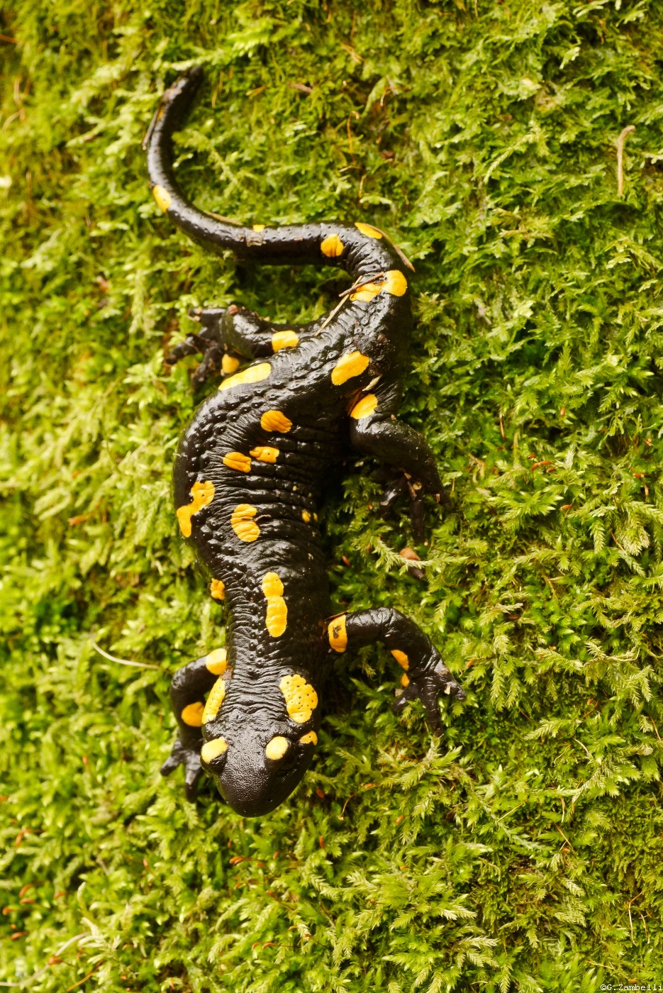 Salamandra, sorgenti del torrente Enna