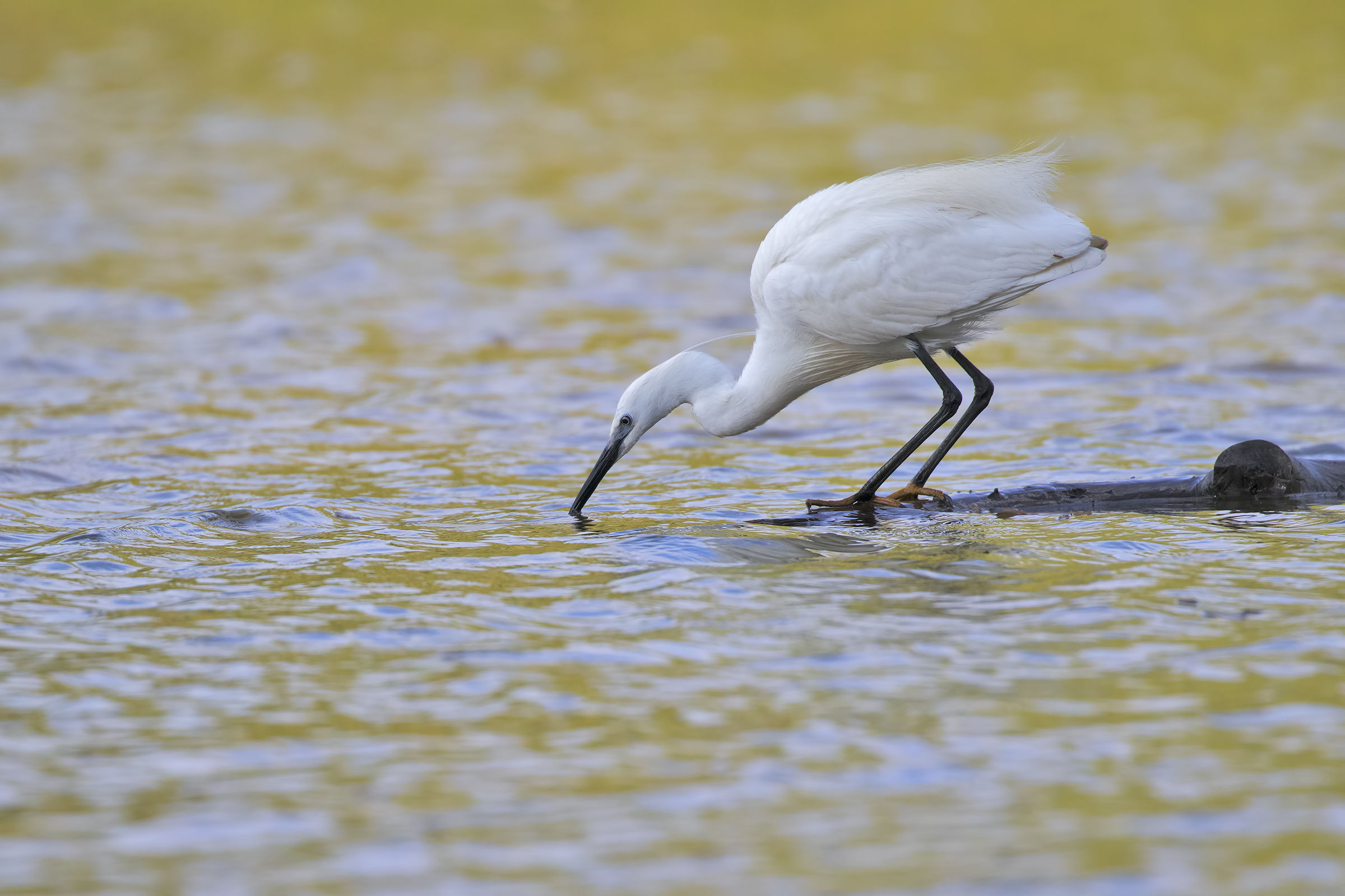 Egret First Morning Lights