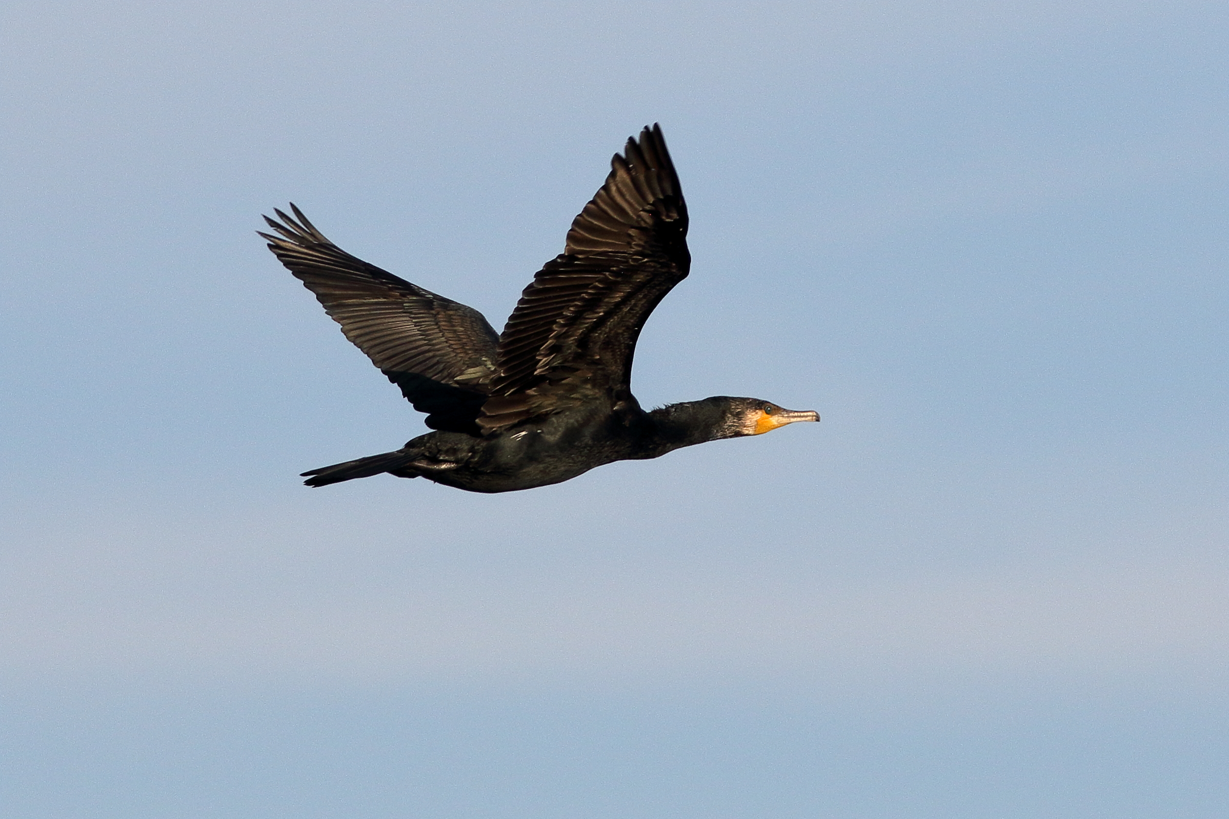 Cormorant in the evening return to the Adige estuary